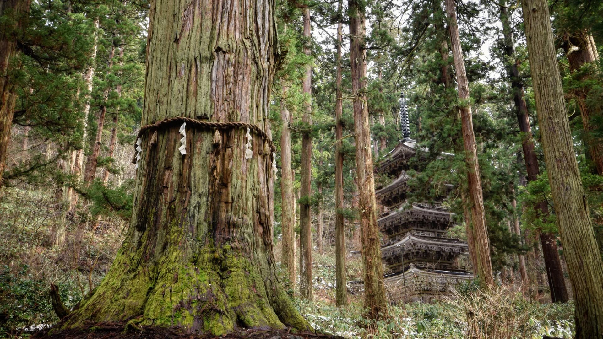 Jijisugi and the Five-Story Pagoda, Mt. Haguro, Tsuruoka, Yamagata