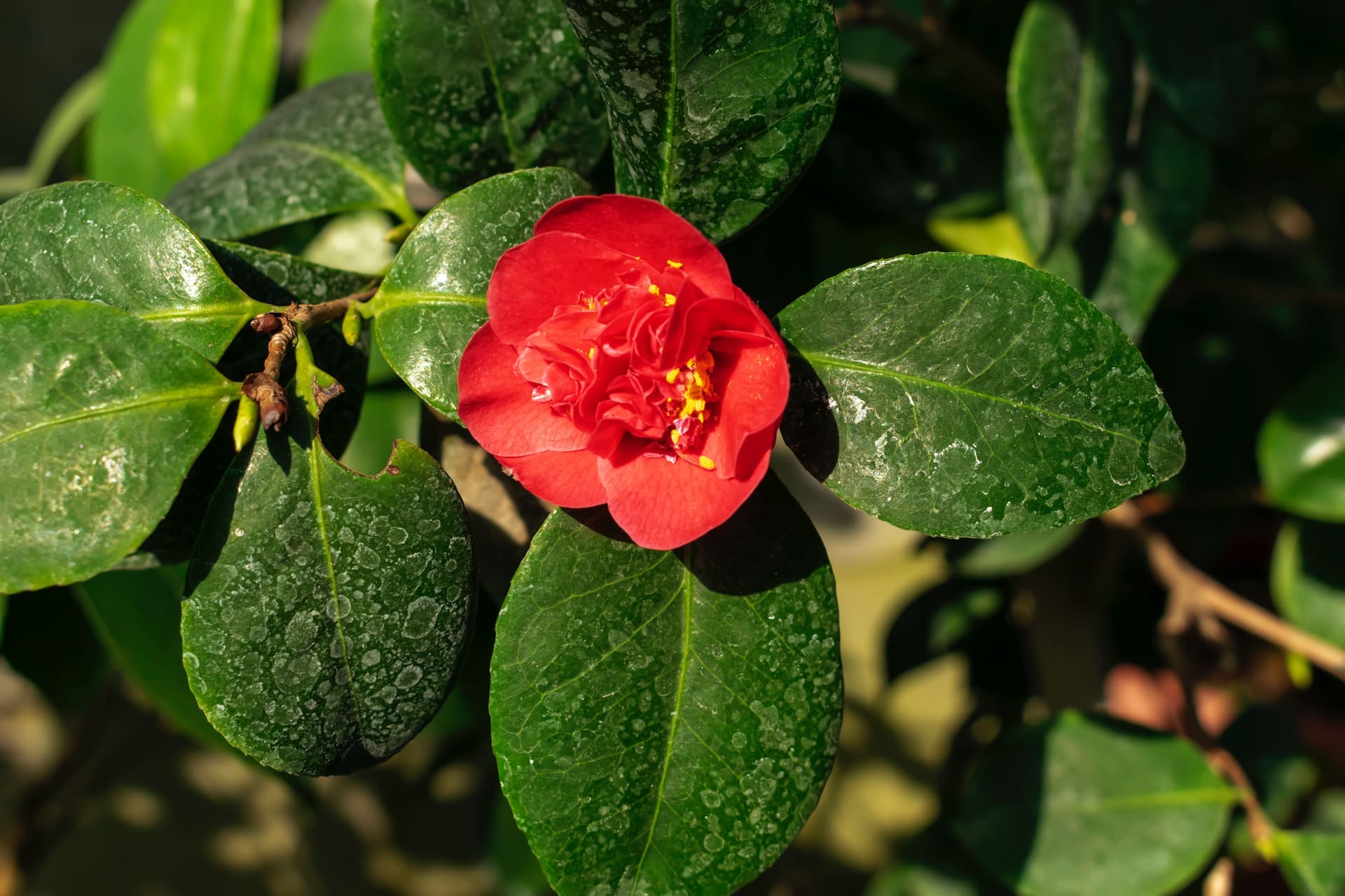 Camellia Festival