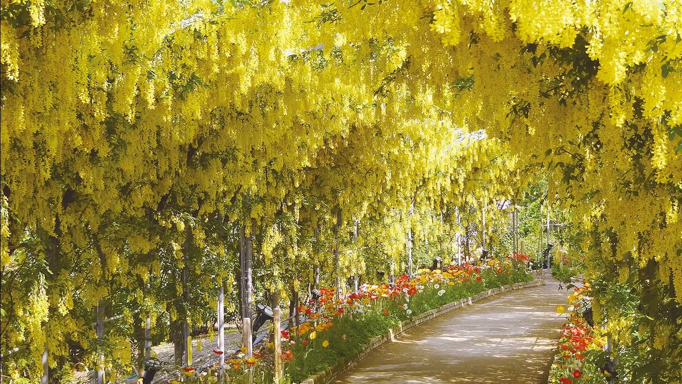 Ashikaga Flower Park