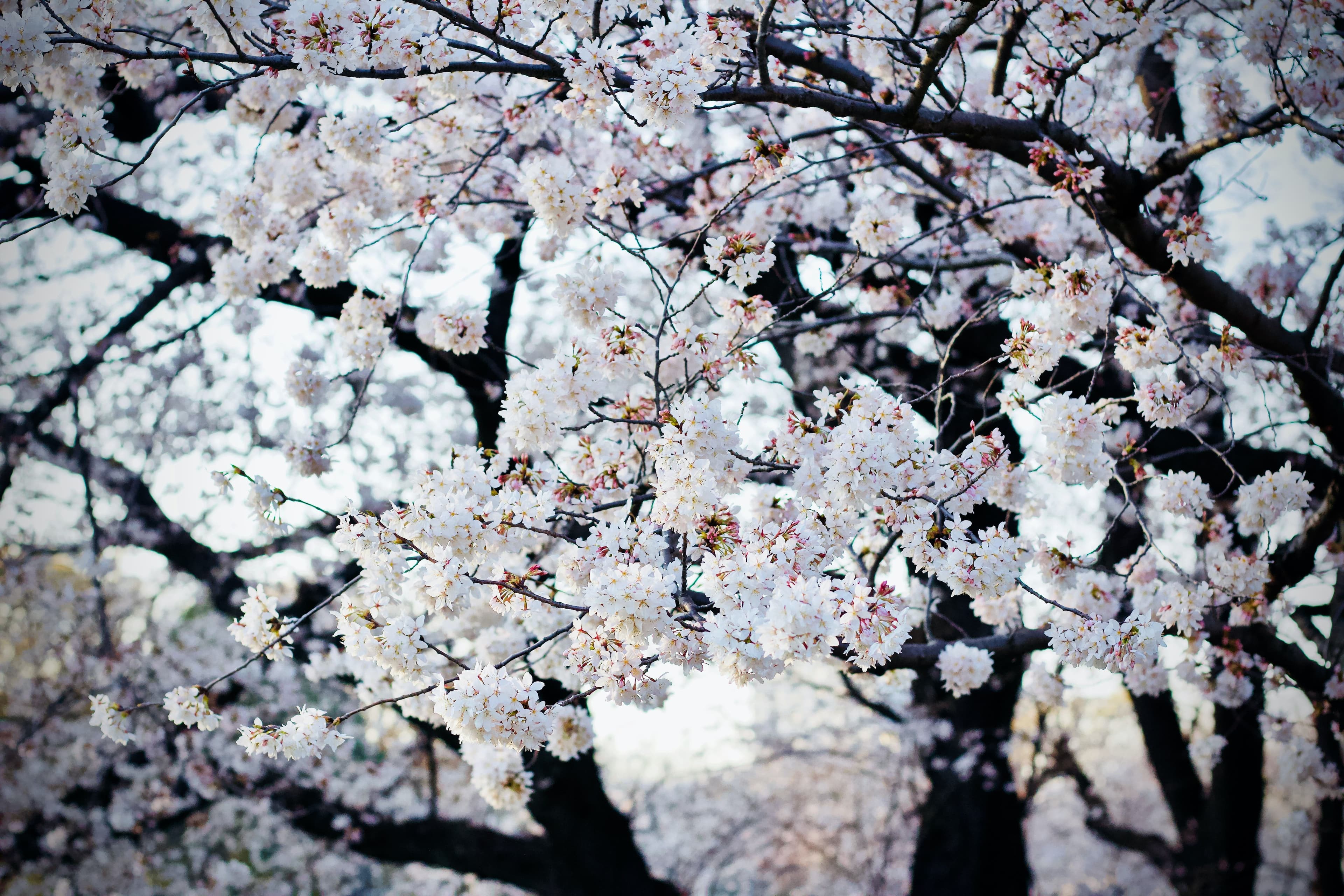 Cherry blossom - symbolic image