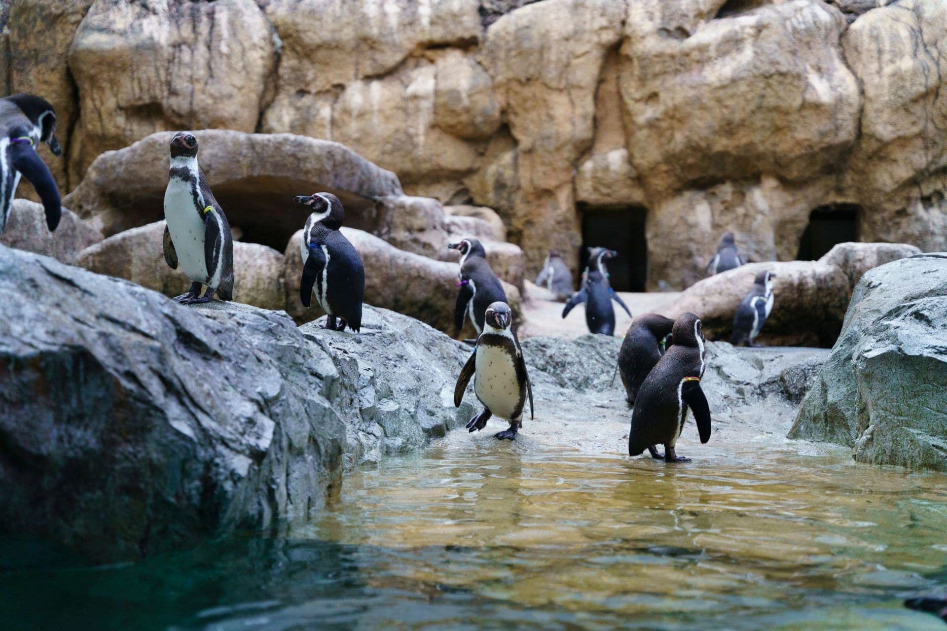 Nagasaki Penguin Aquarium