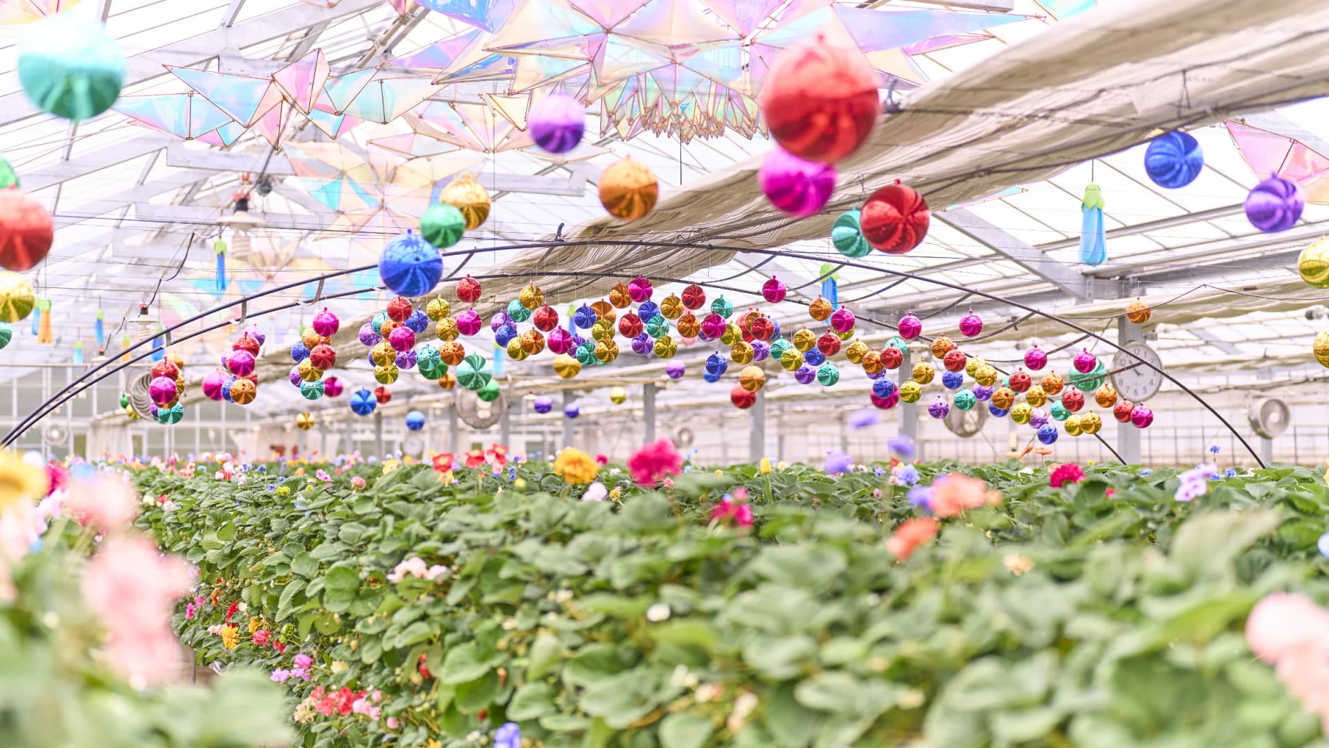 Strawberry Hunt in the Land of Oz