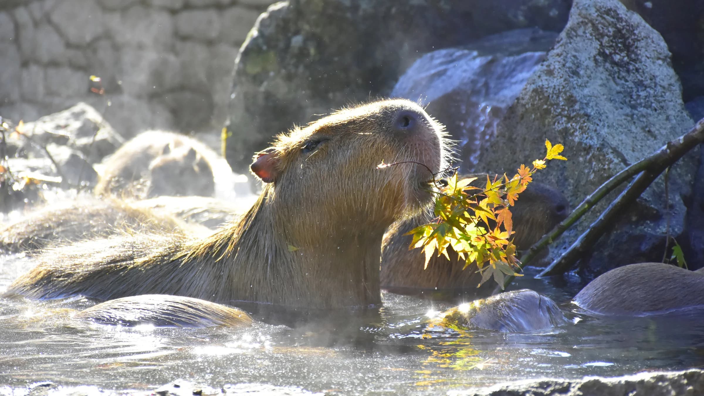 Capybara Enjoying an Open-Air Bath at Izu Shaboten Zoo