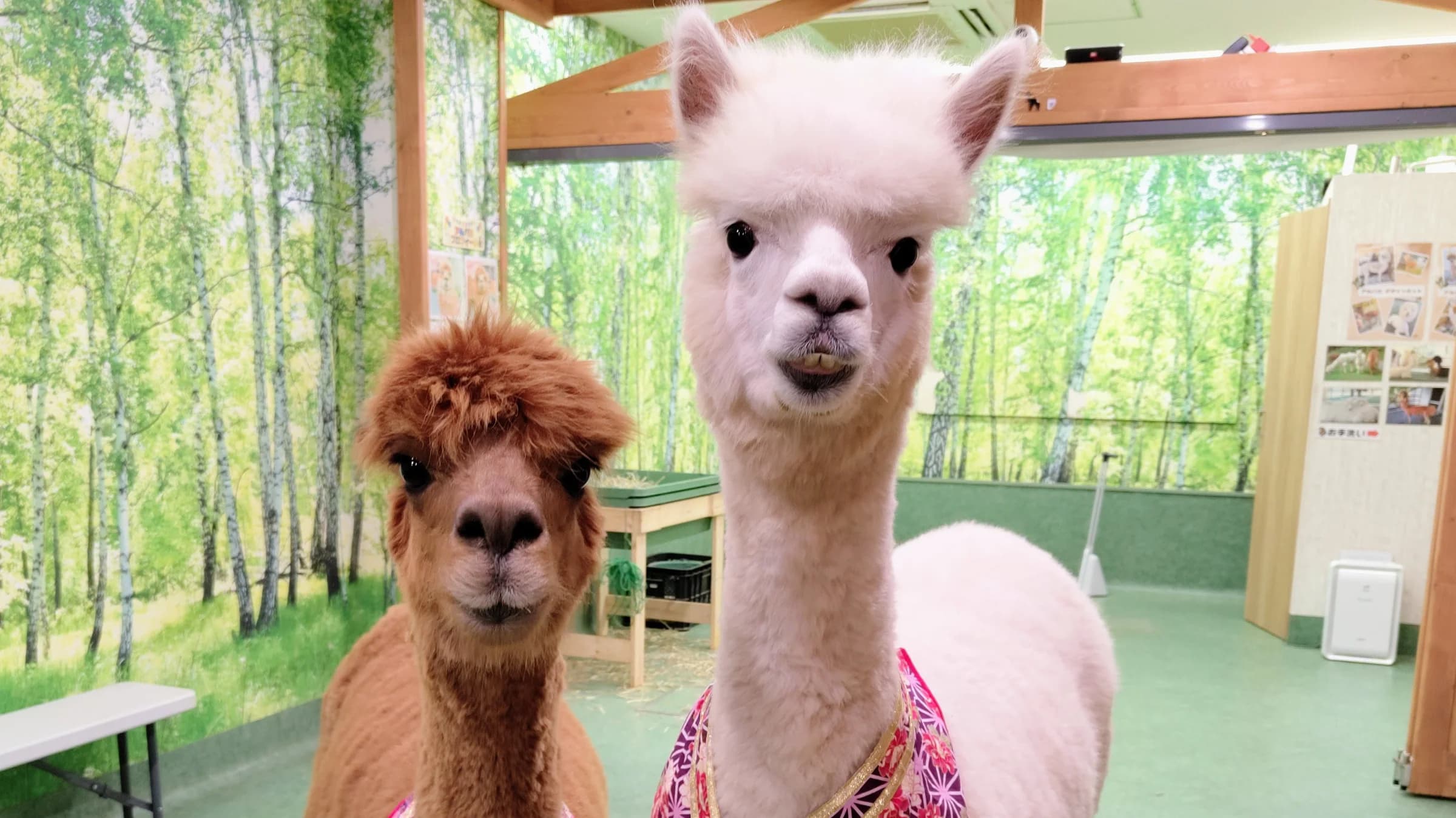 Alpacas in Alpaca Fureai Land