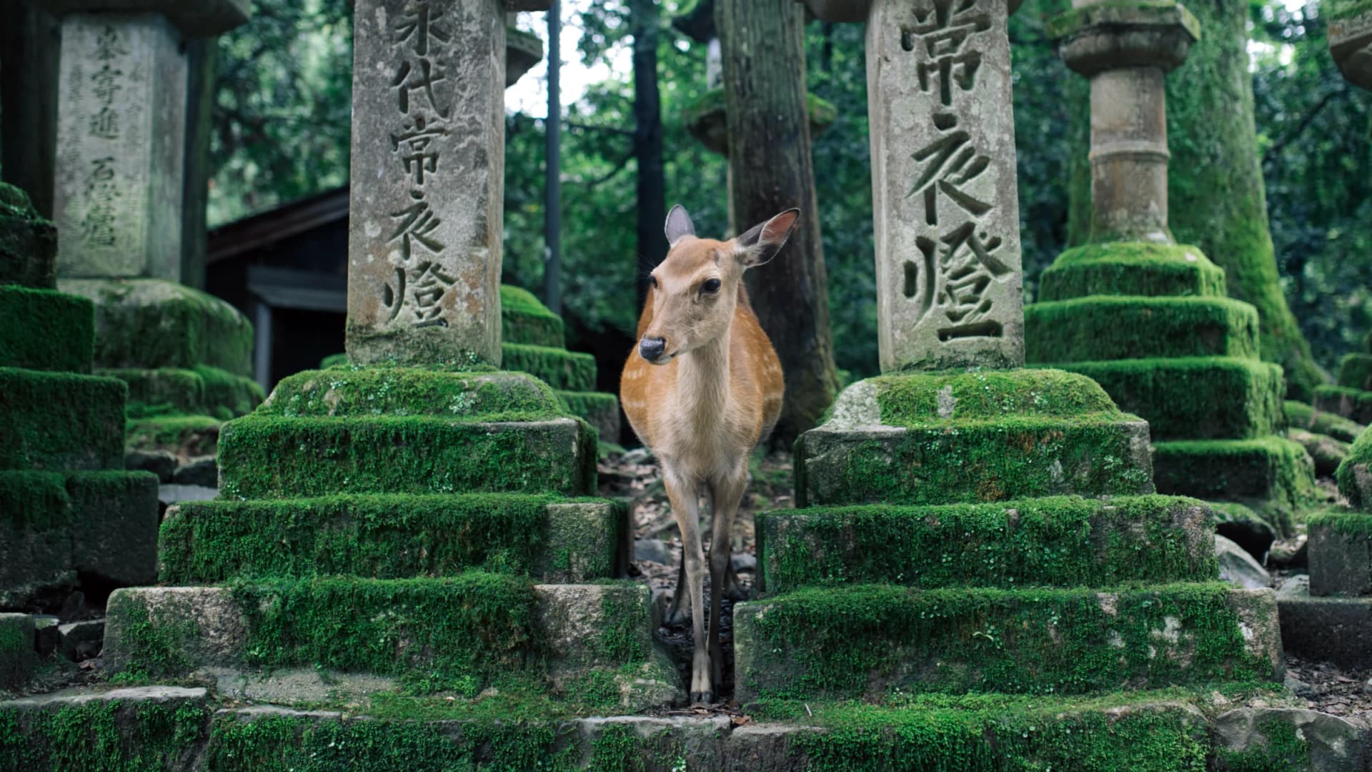 Nara Deer