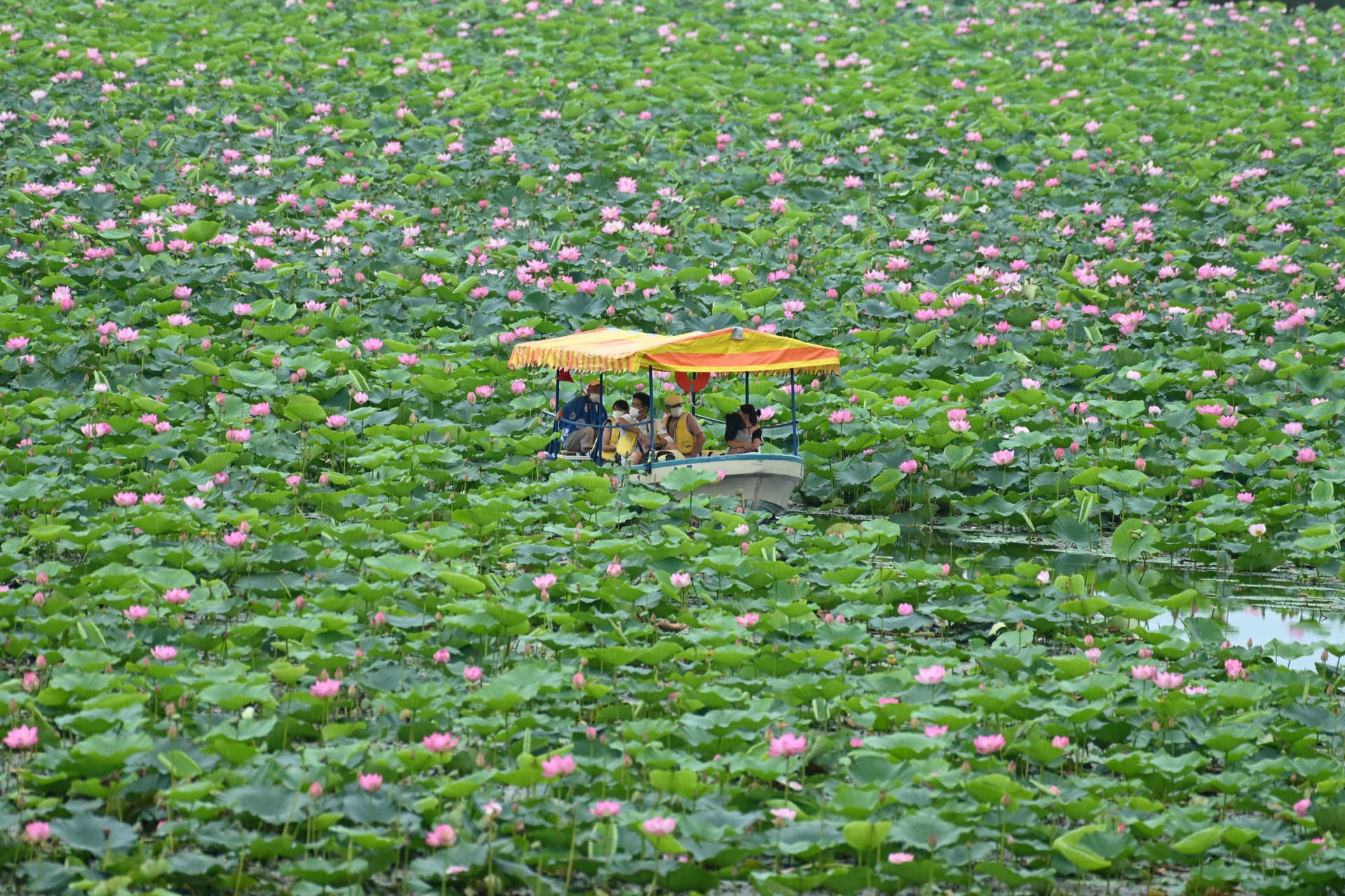 Izunuma-Uchinuma Lotus Festival