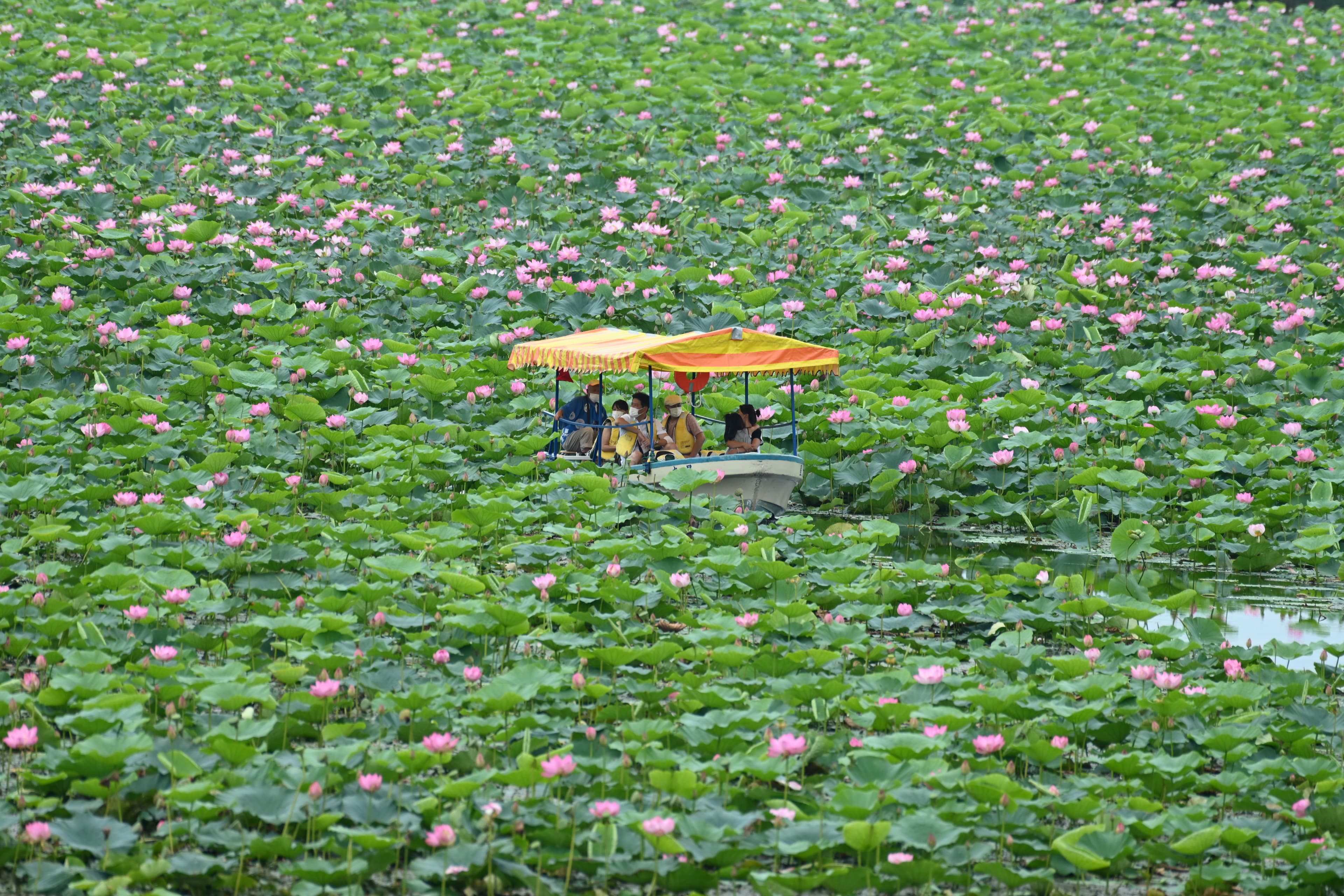 Izu Numa–Uchi Numa Lotus Festival 
