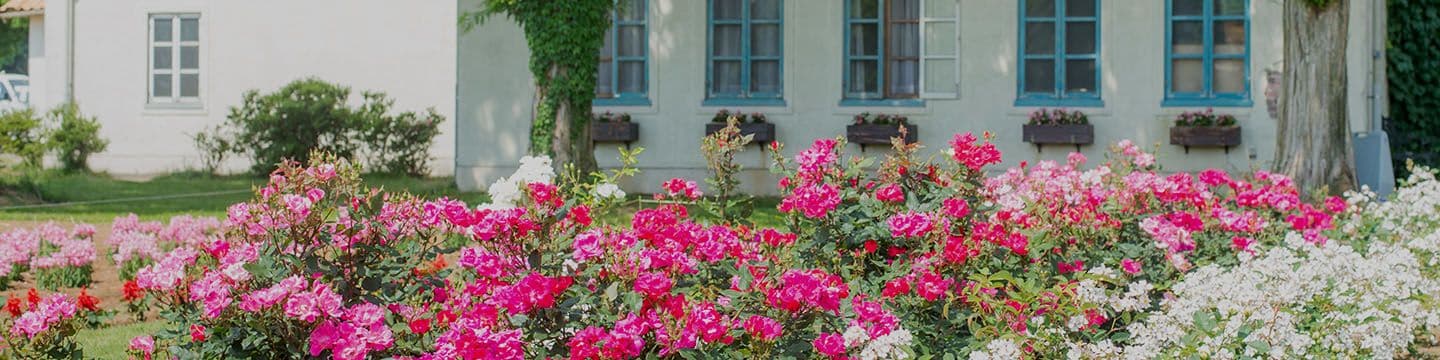 Komorebi Mori no Ibaraido