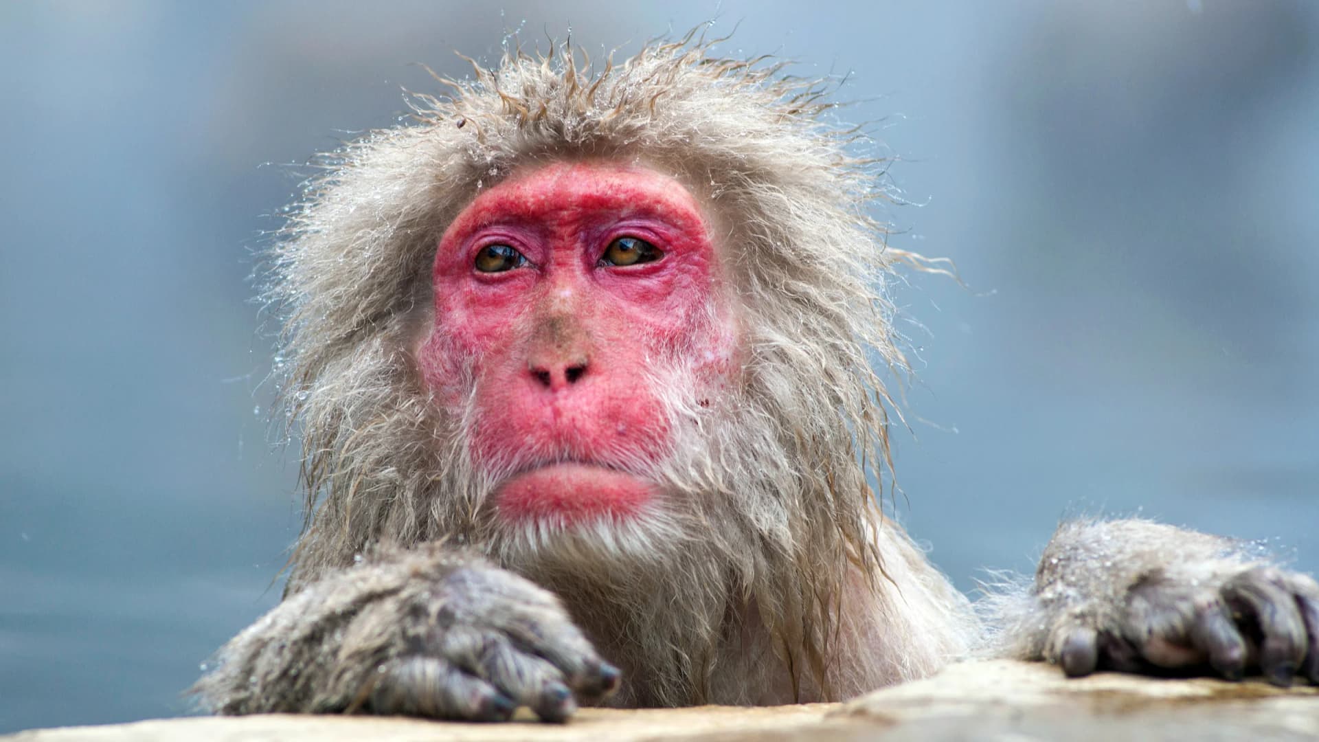 Japanese macaque taking a bath in Jigokudani