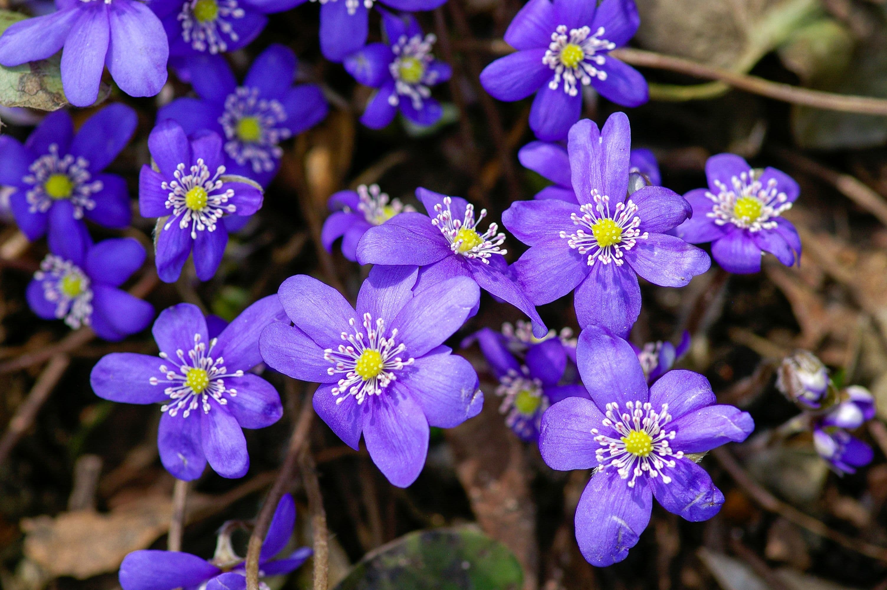 Hepatica - symbolic image