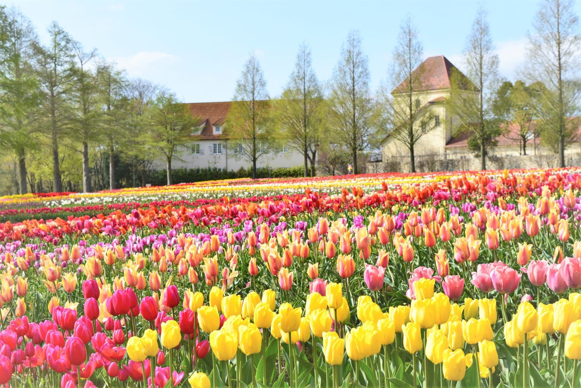Blume no Oka