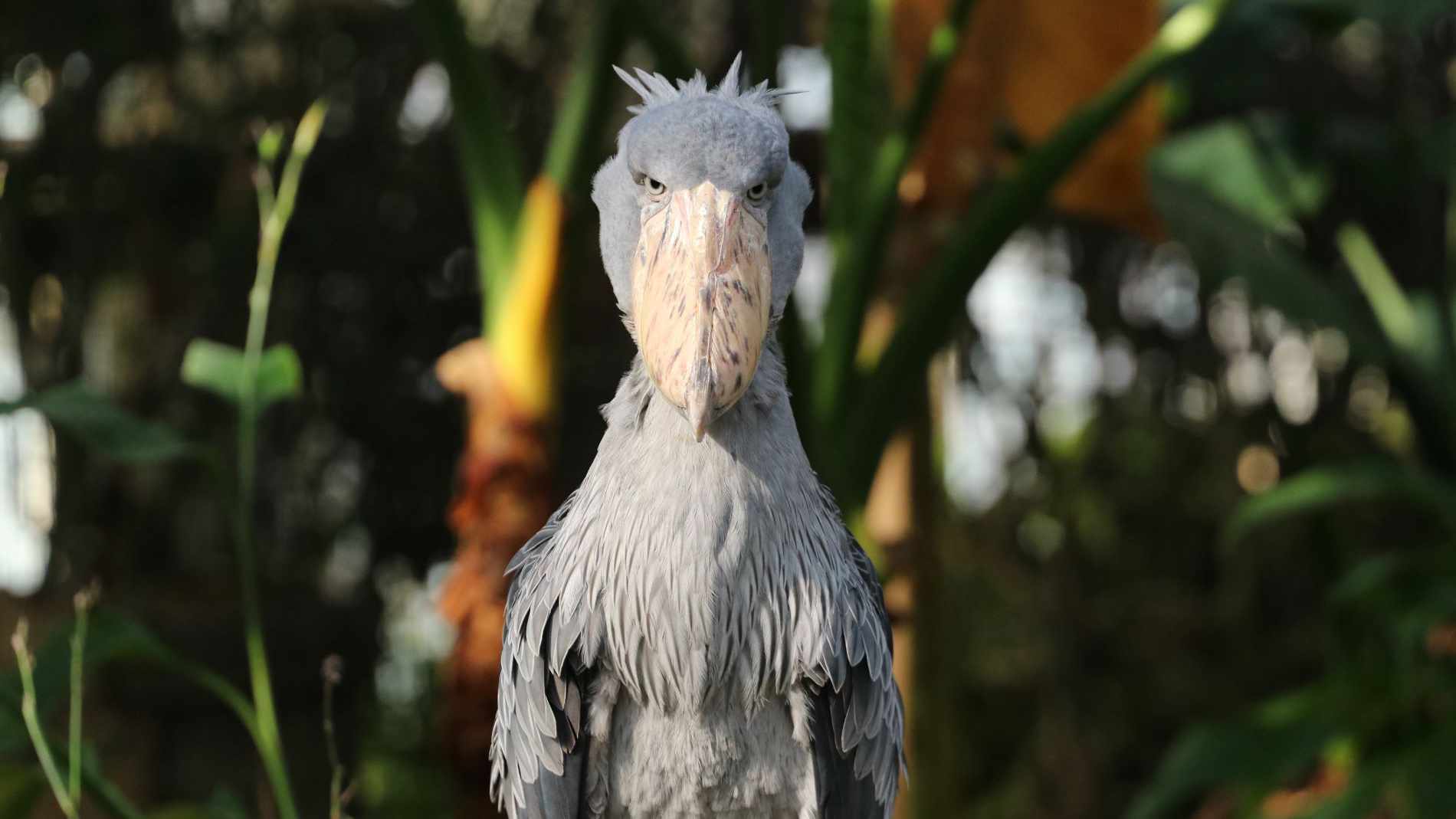 Shoebill at Kobe Animal Kingdom