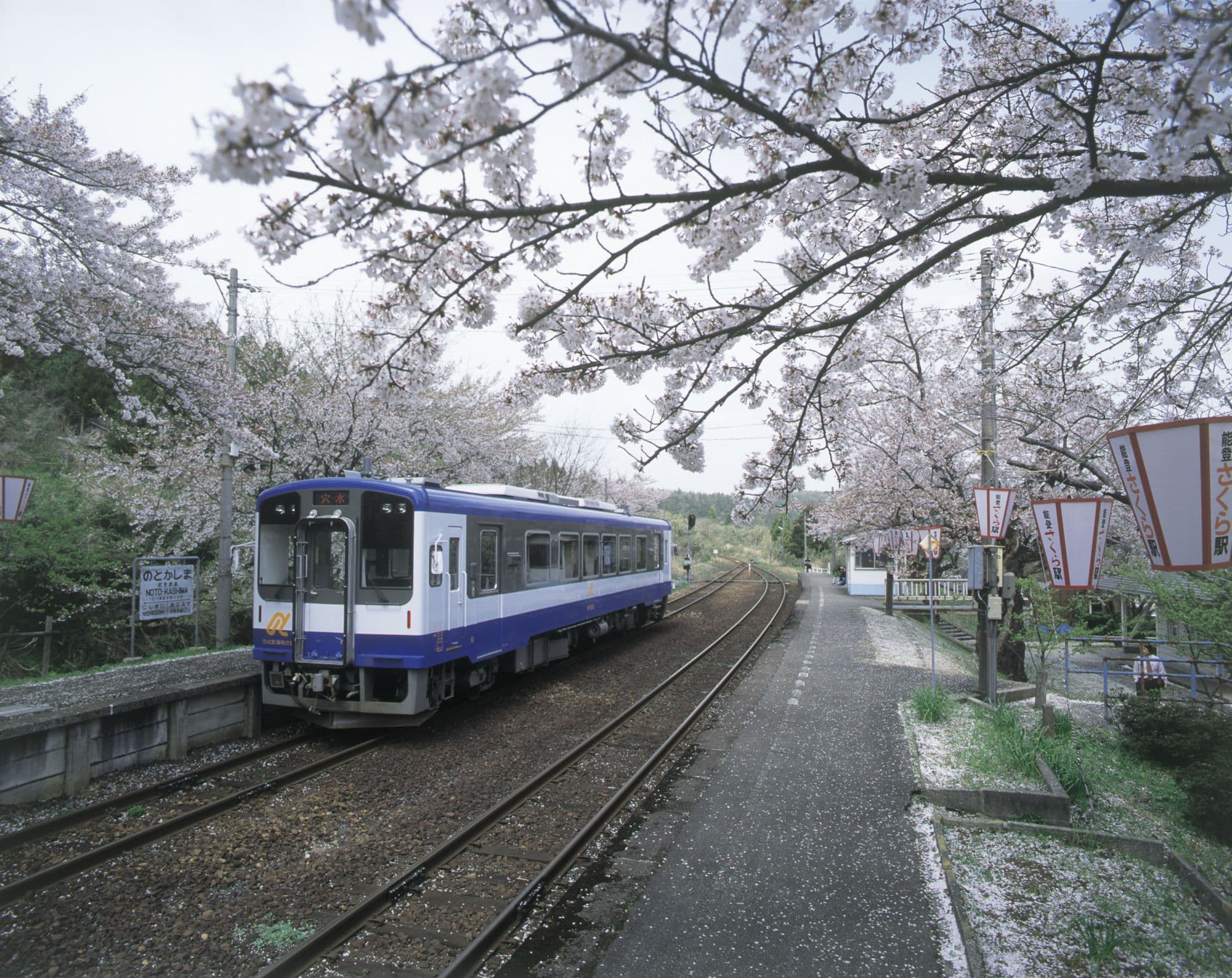 Noto-Kashima Station Cherry Blossoms