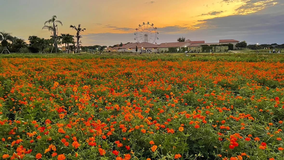 Yellow cosmos in bloom at Nagai Umi-no-Te Park, Soleil Hill