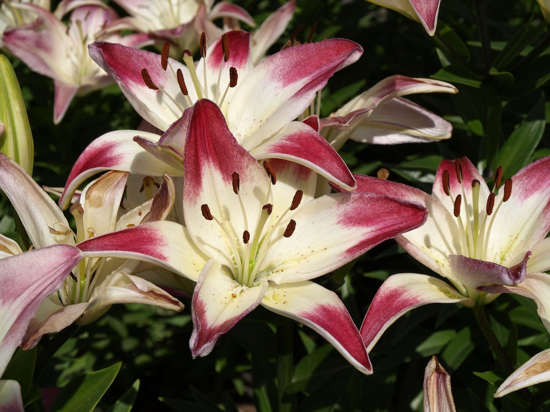 Lily festival