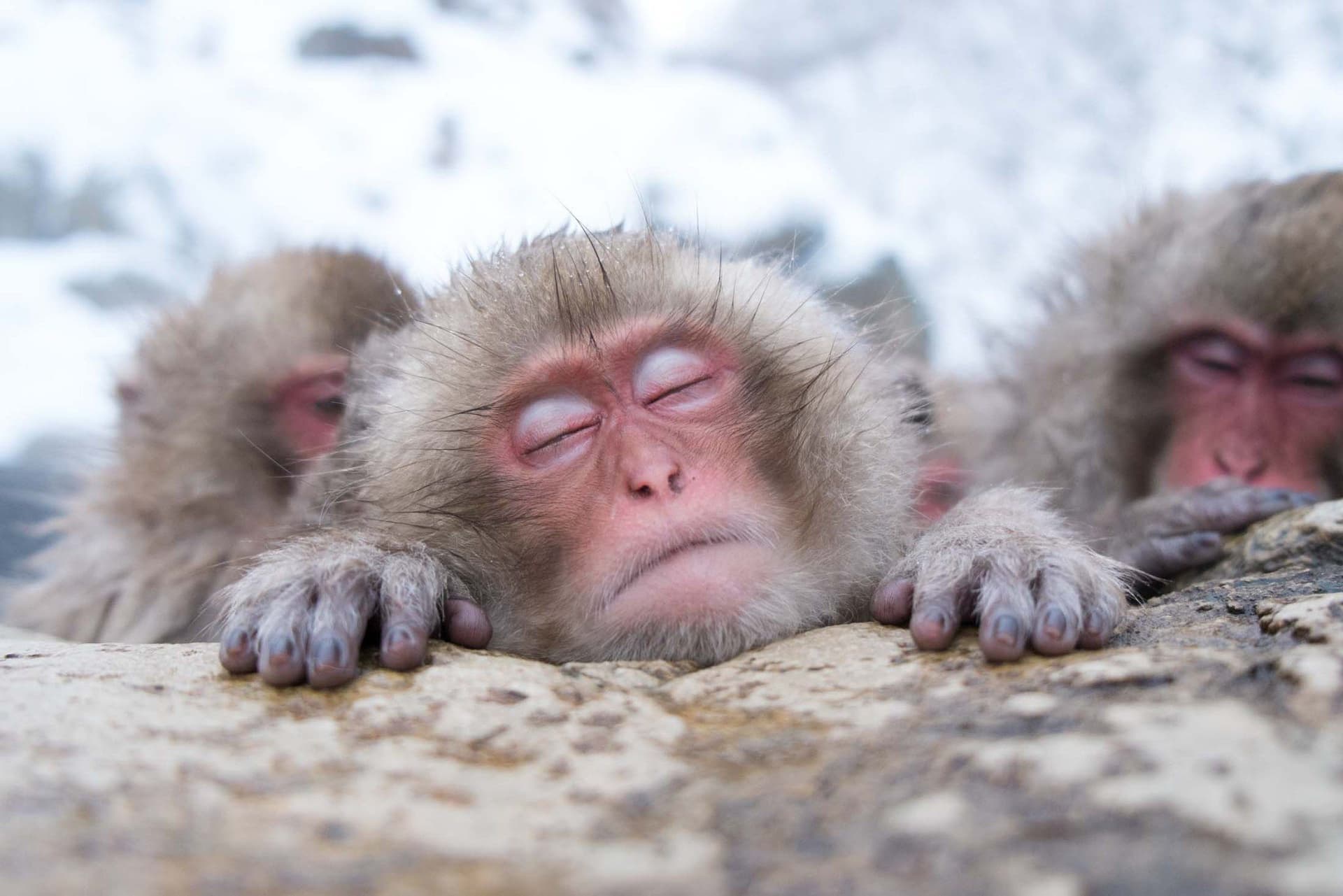 Jigokudani Wild Monkey Park