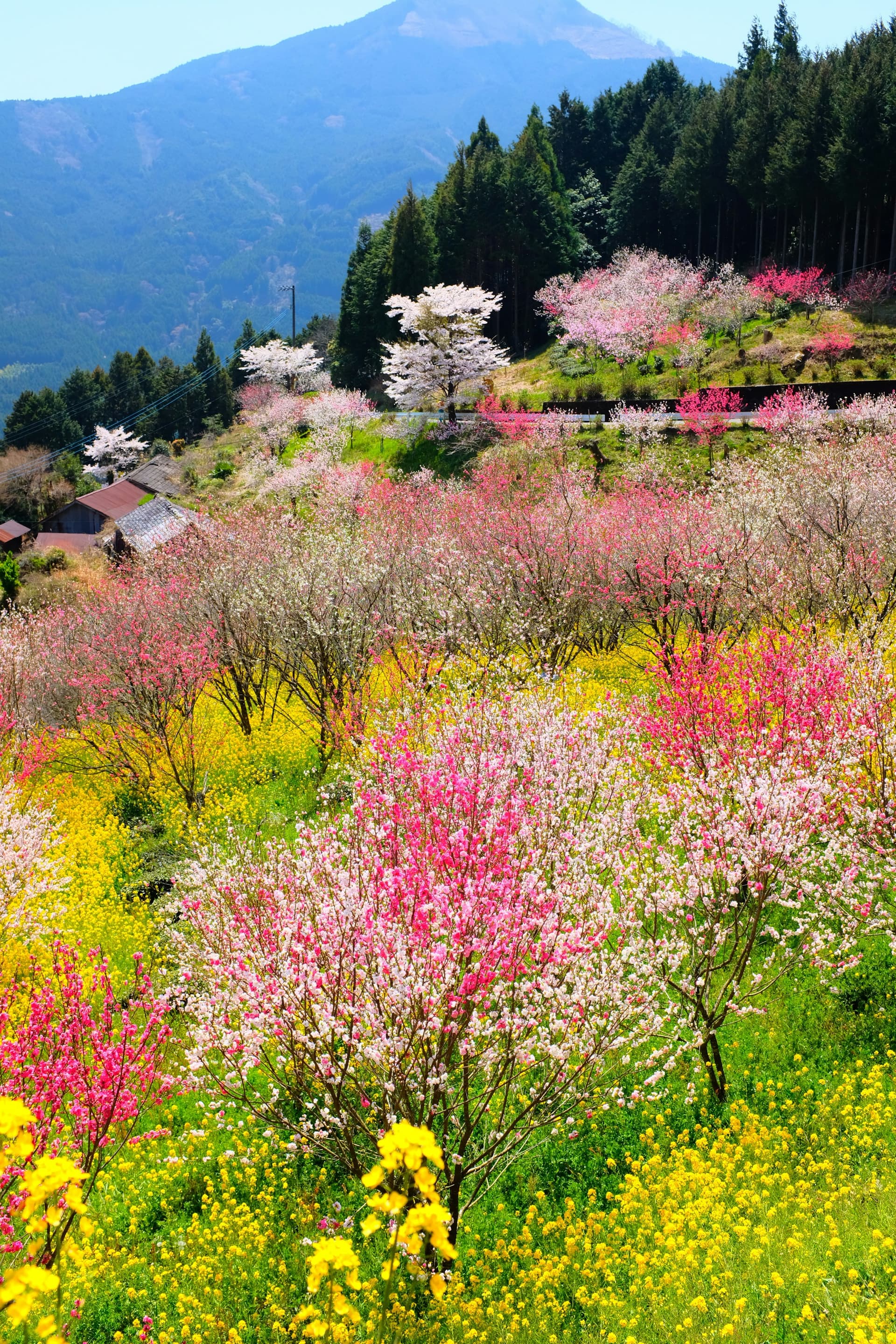 Experiencing Japan's Four Seasons Through Its Biggest Celebrations