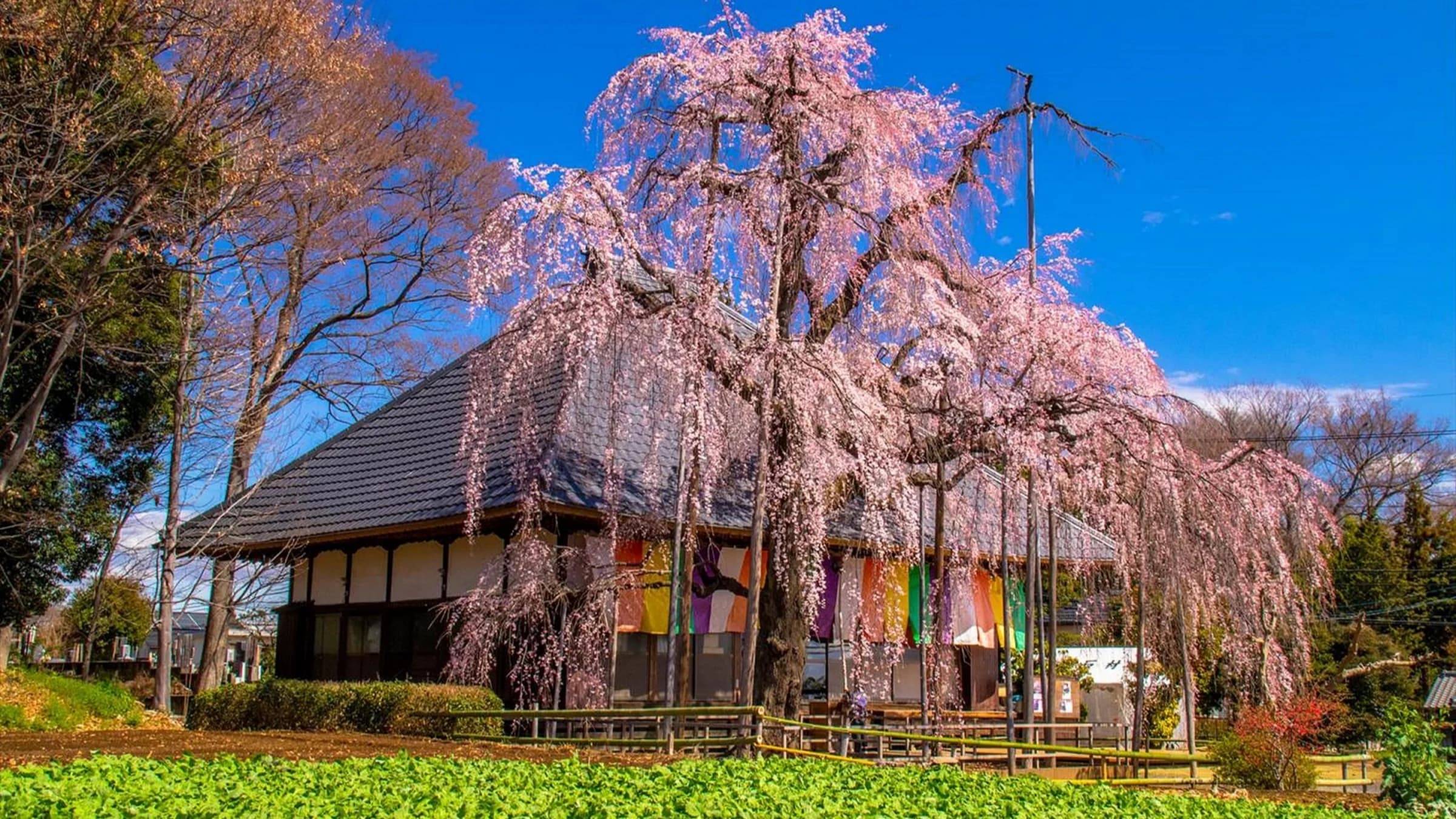 Weeping Cherry Tree at Jigenji Temple