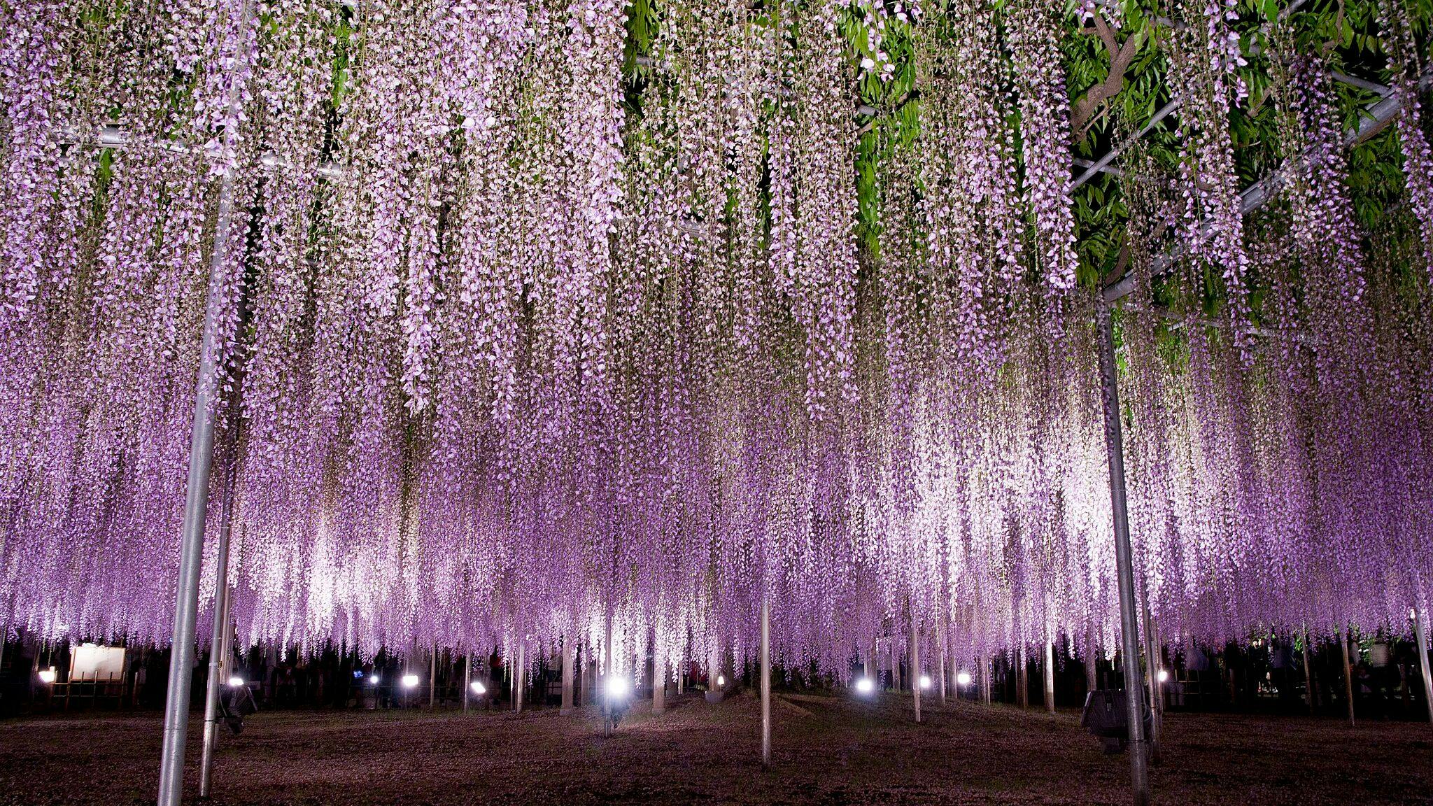 Ashikaga Flower Park at night