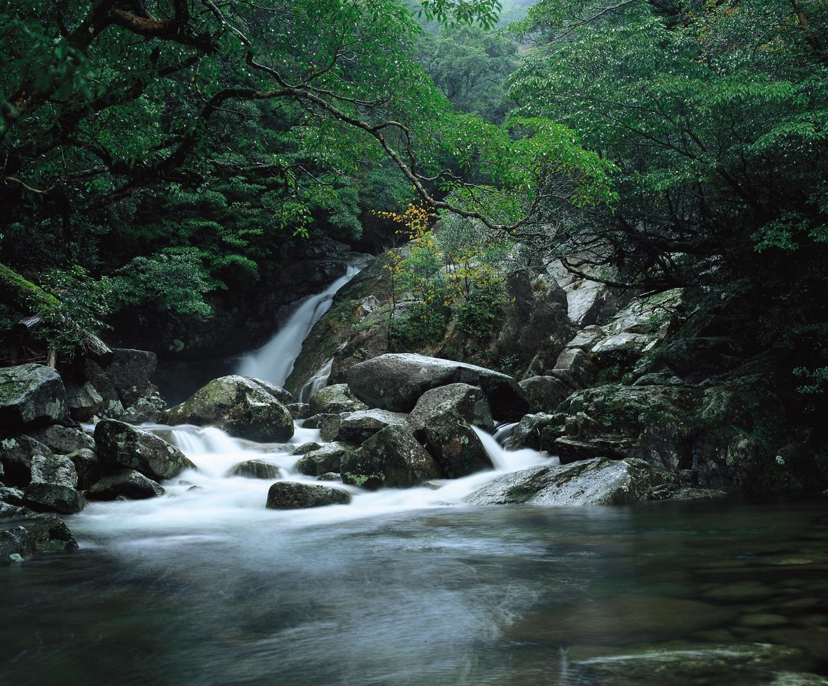 Yakushima Island