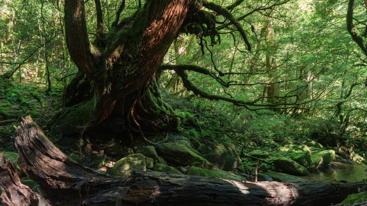 Shiratani Trail - Yakushima Island