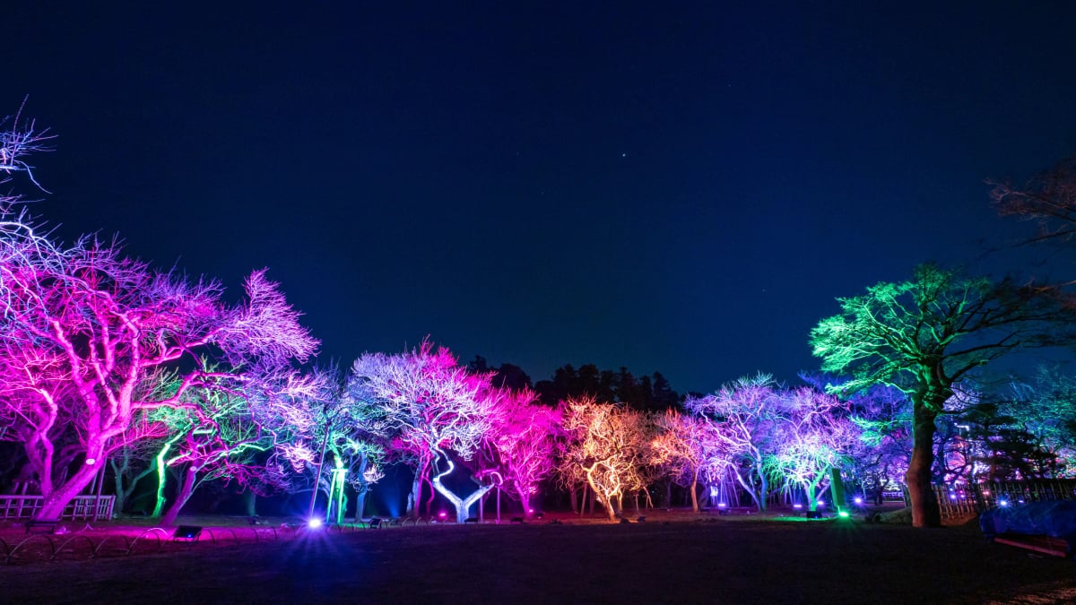 'Kasane no Irome' Illumination at the 'Kairakuen UME The Lights 2026' Event, Kairakuen Garden