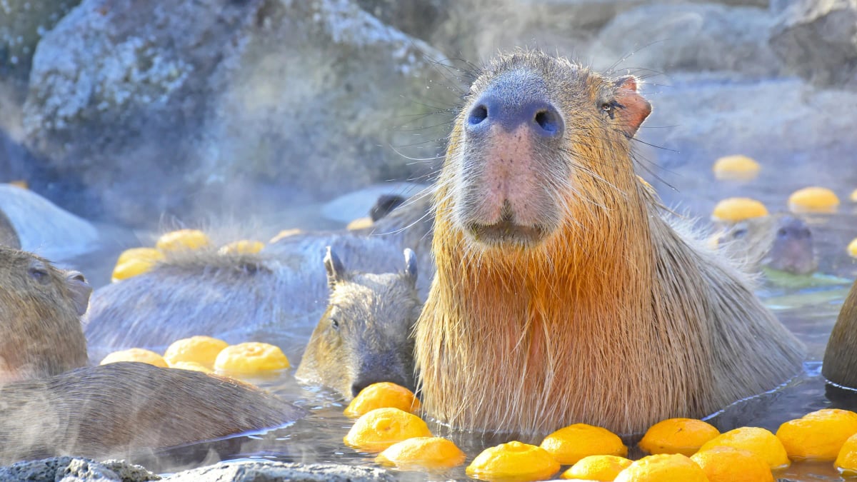 Capybara Taking an Open-Air Bath at Izu Shaboten Zoo