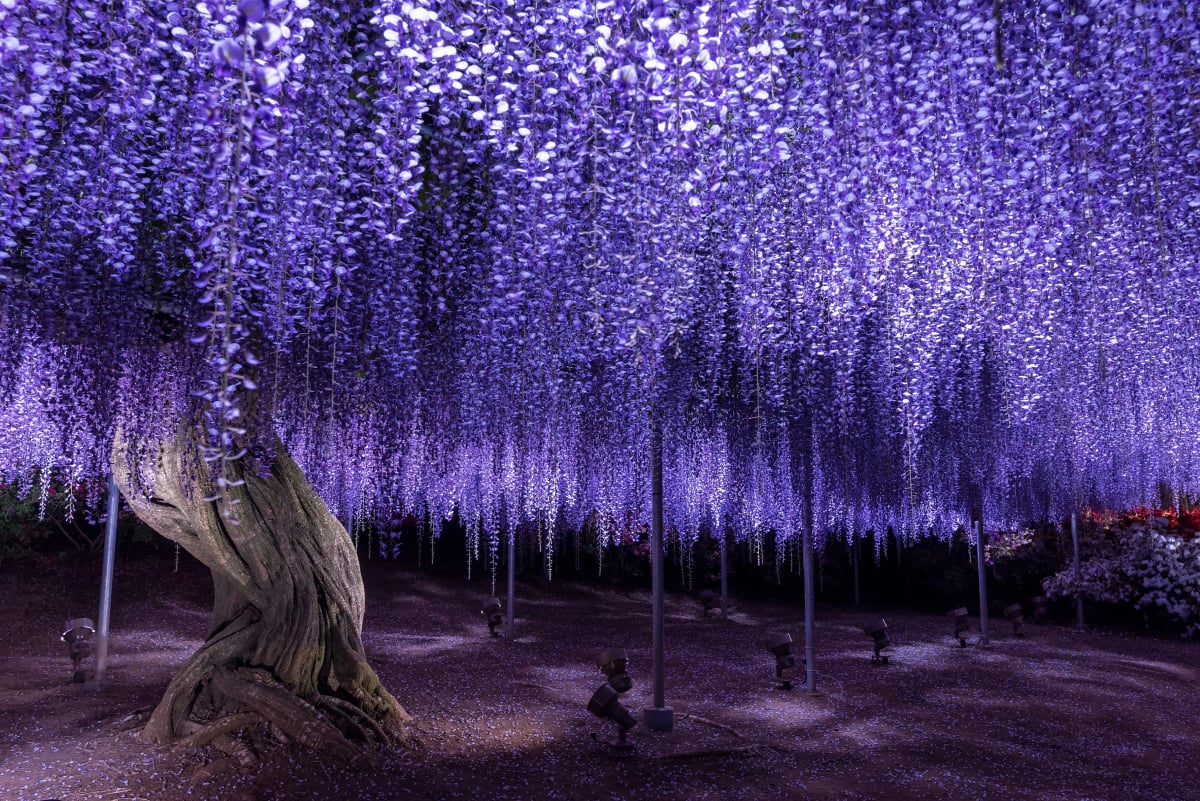 Illuminated Wisteria at Ashikaga Flower Park