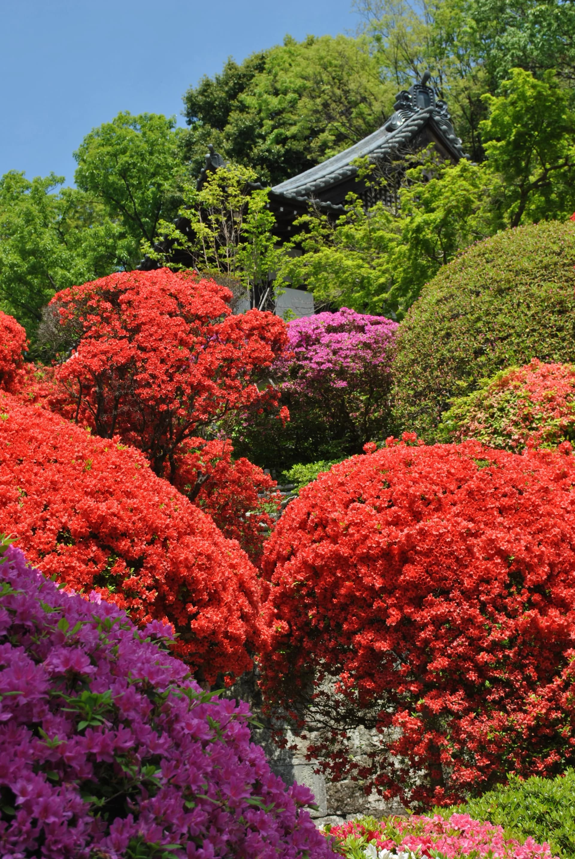 Togakuin Temple – Azaleas in Bloom, Kawasaki, Kanagawa