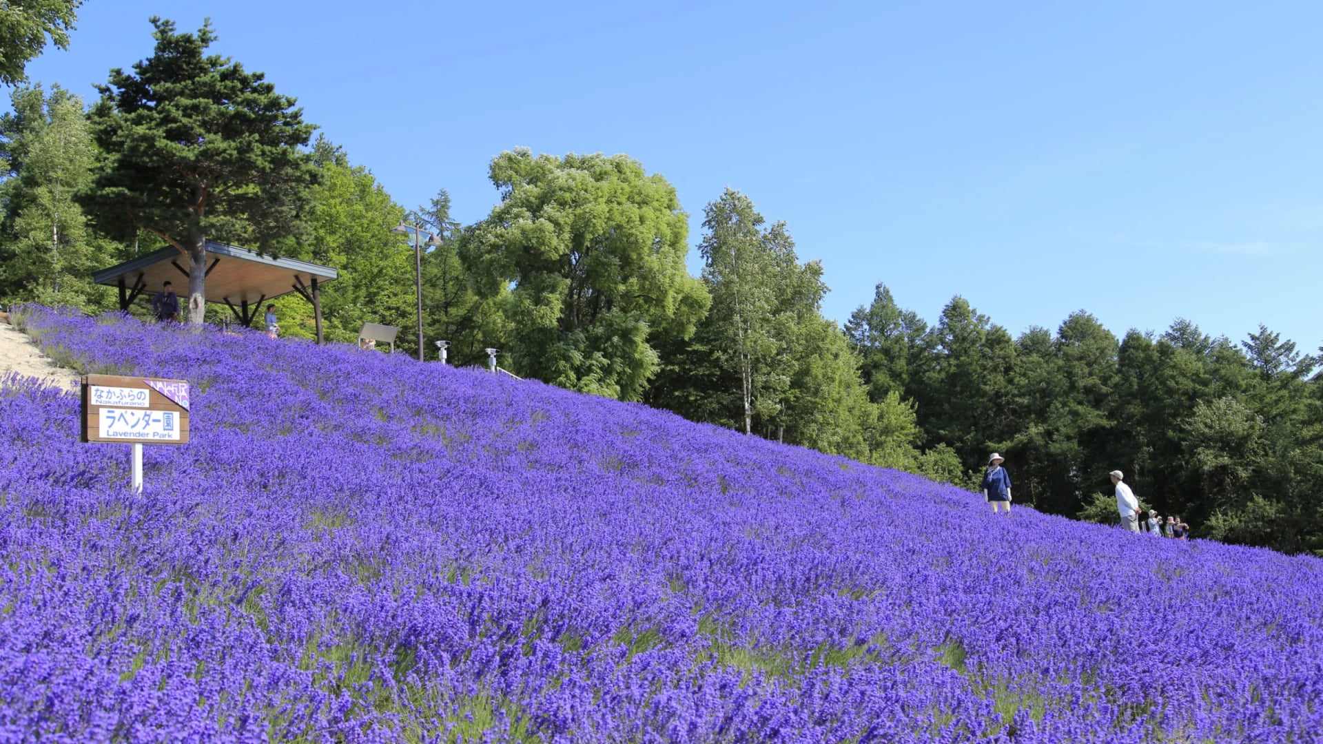 Lavender Fields