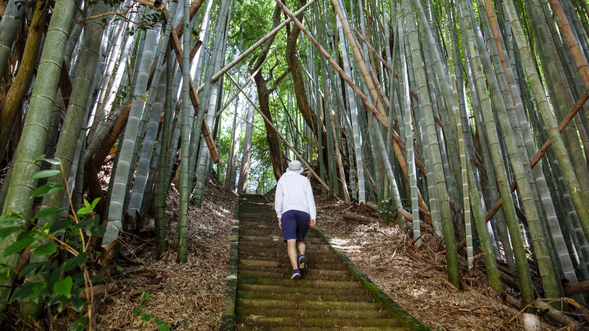 Tenjin no Mori – Bamboo Grove Path, Sosa