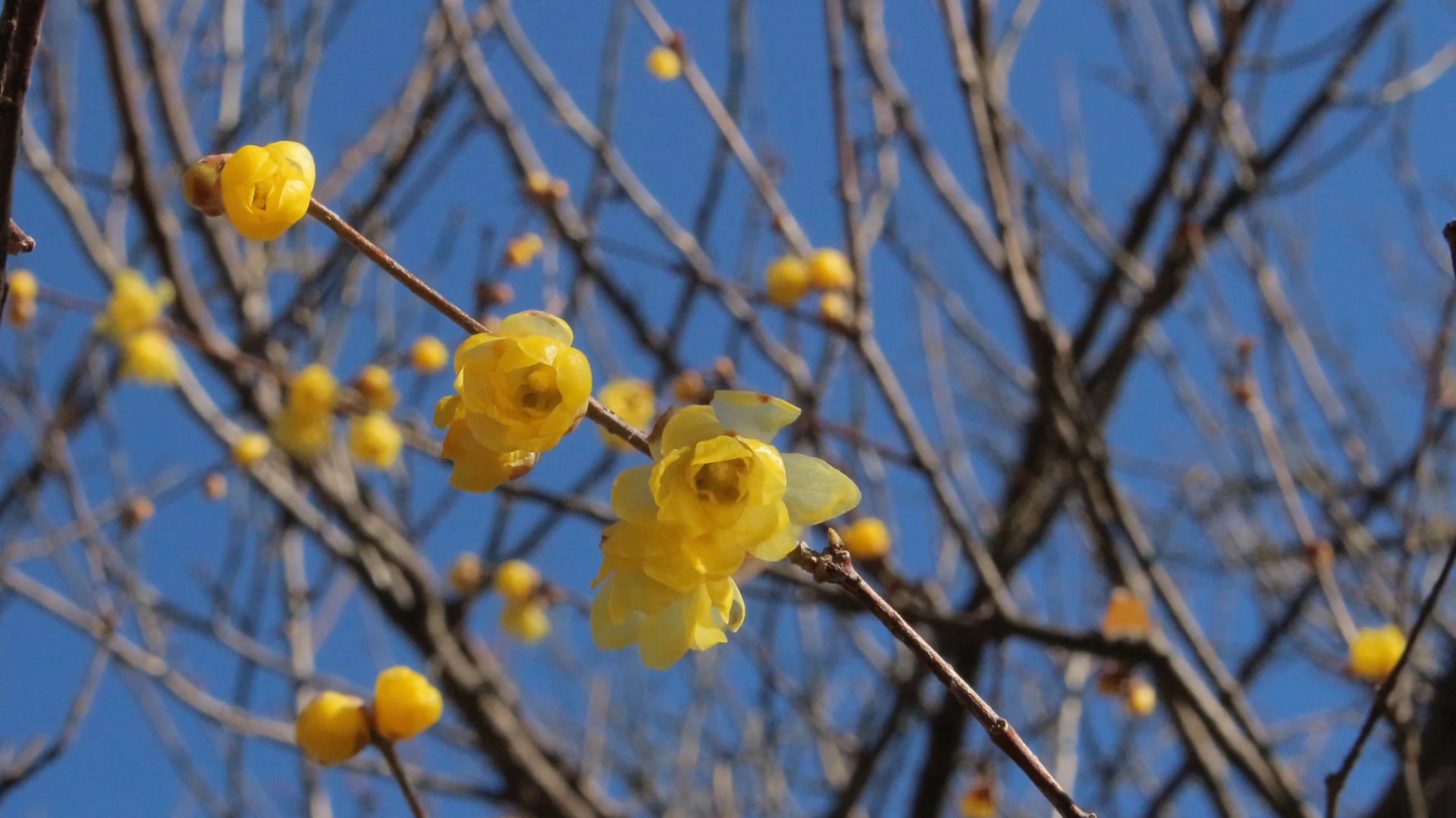 Wintersweet