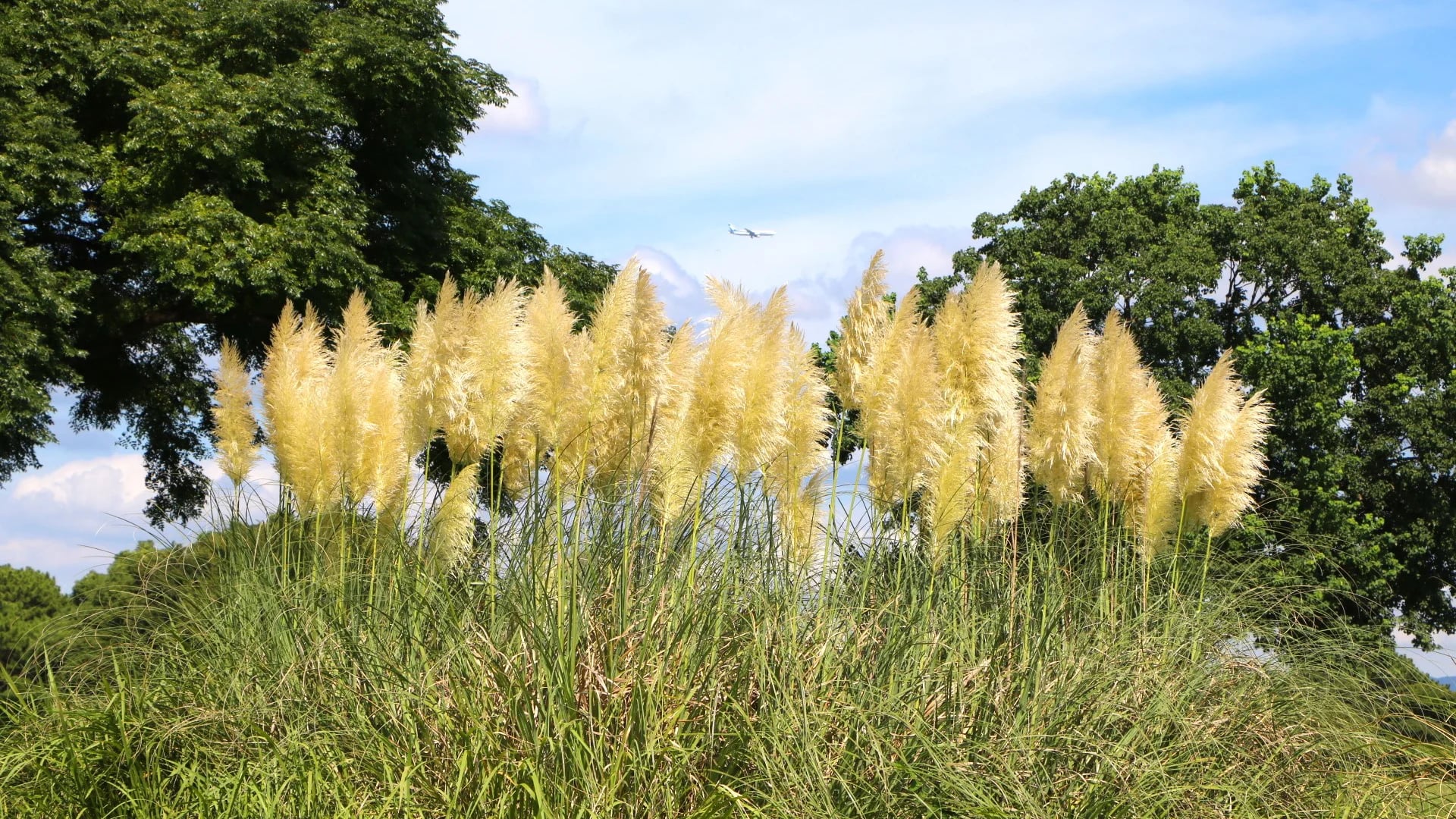 Pampas Grass