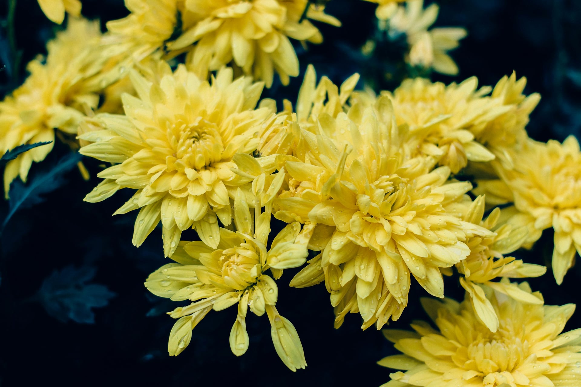 Chrysanthemums