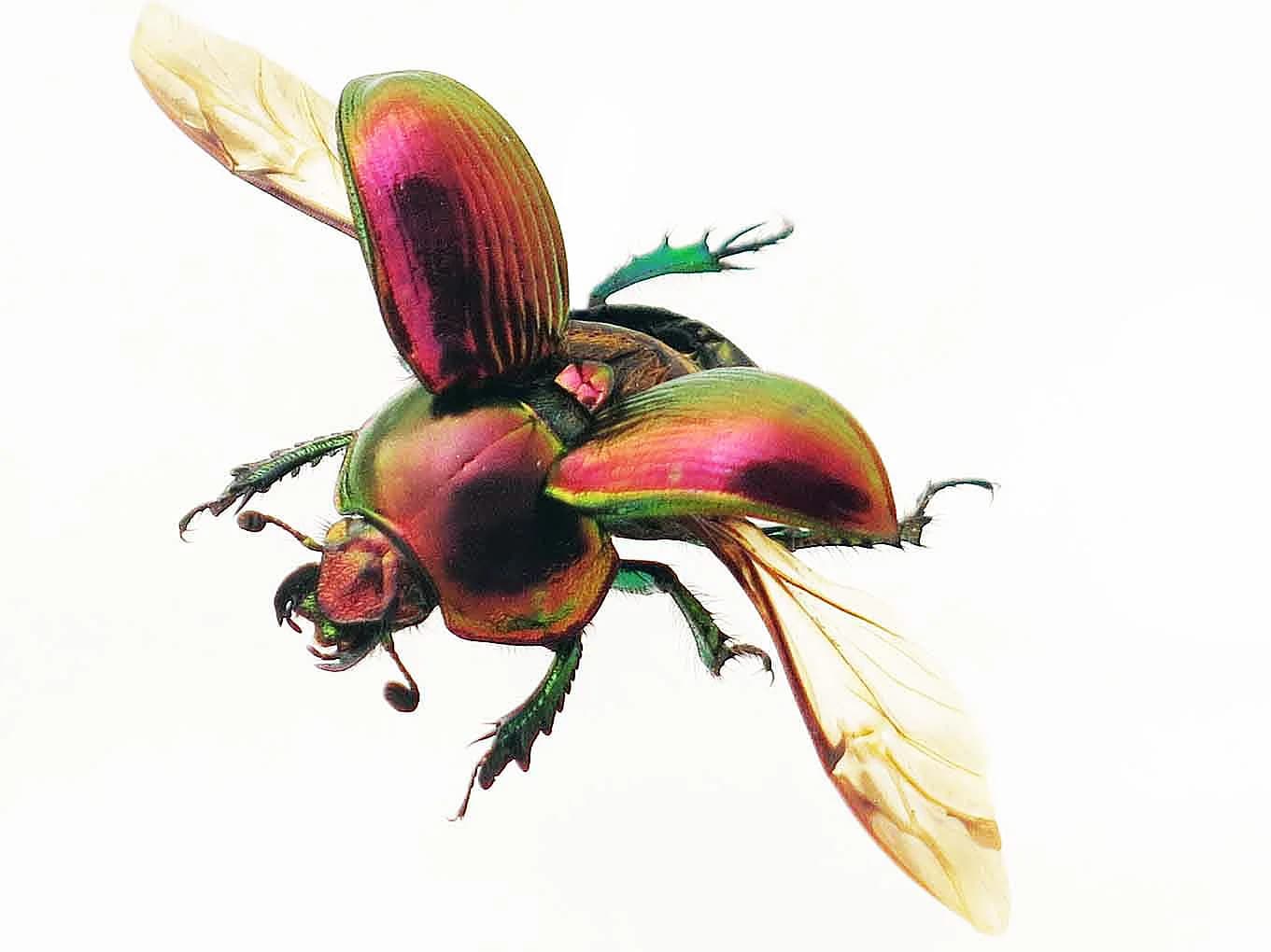 Giant Dung Beetle