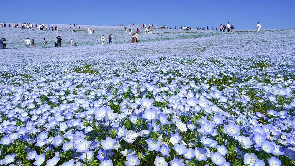 Nemophila