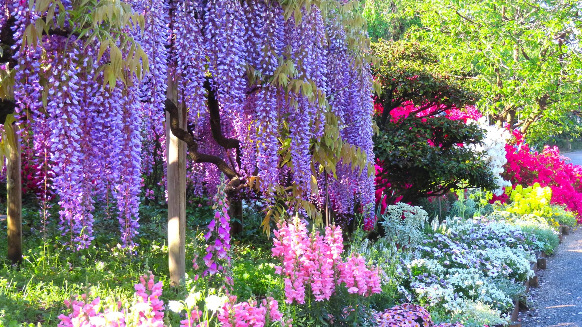 Wisteria