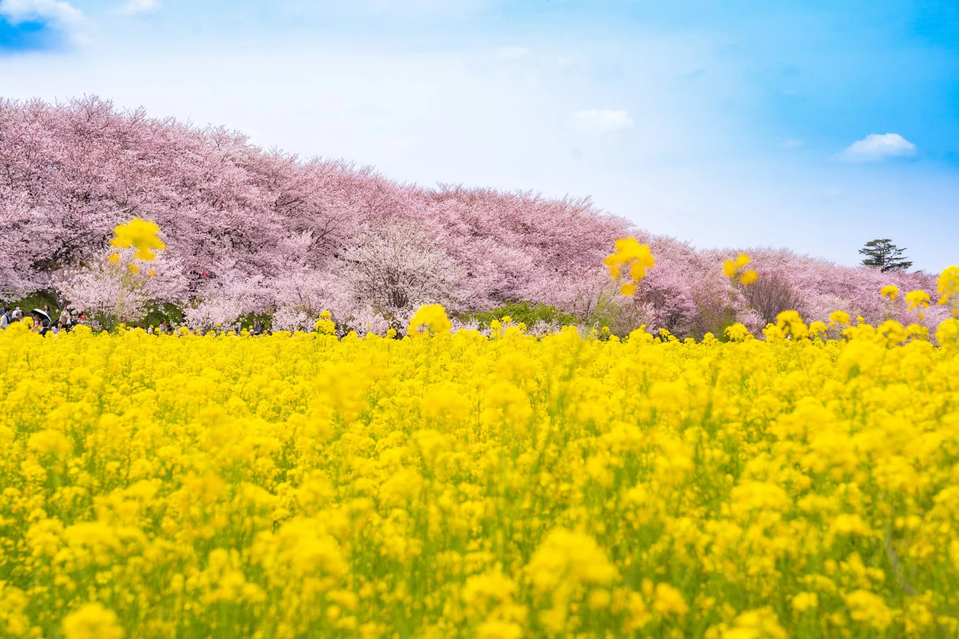 Rapeseed Blossoms