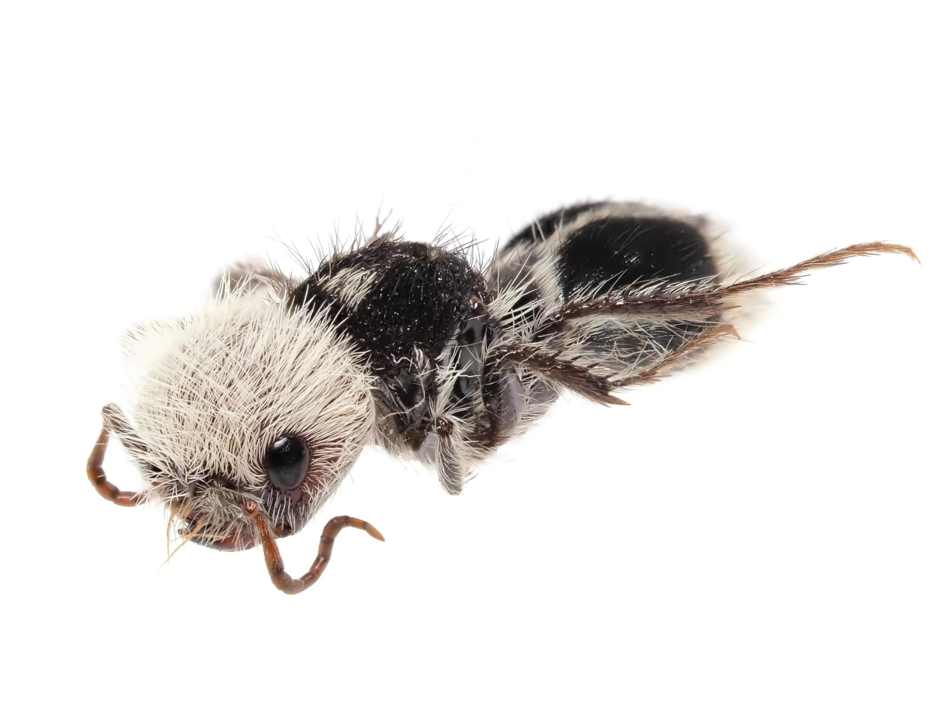 Panda Ant