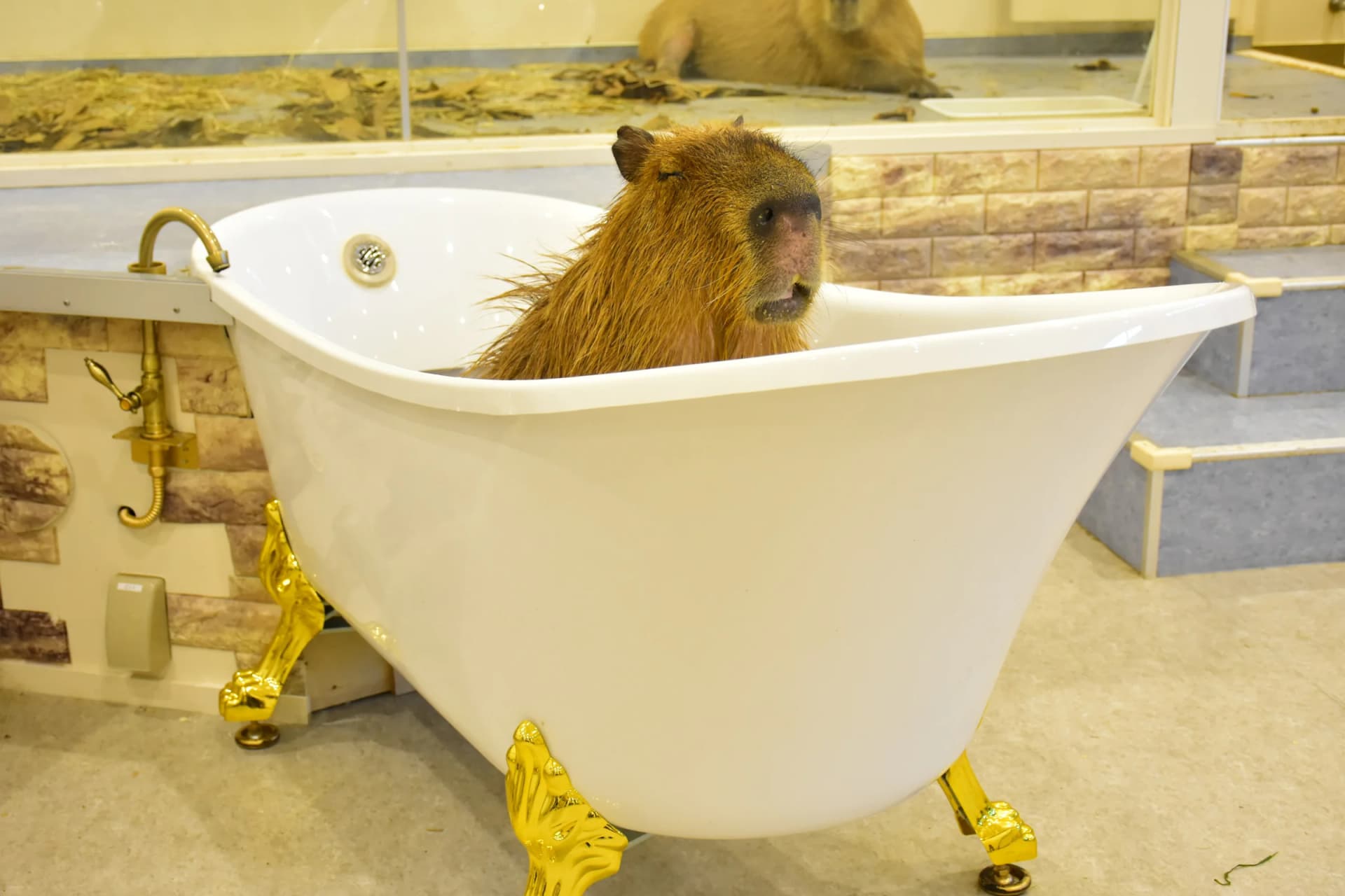 Capybara Enjoying an Indoor Hot Bath at Izu Shaboten Zoo
