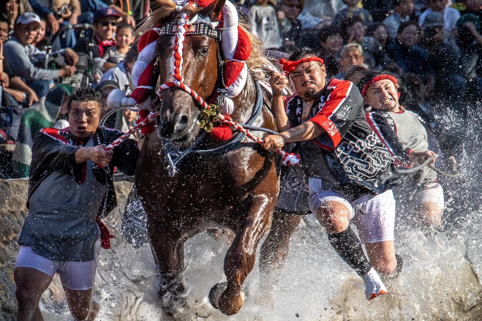 A horse run at the riverbank