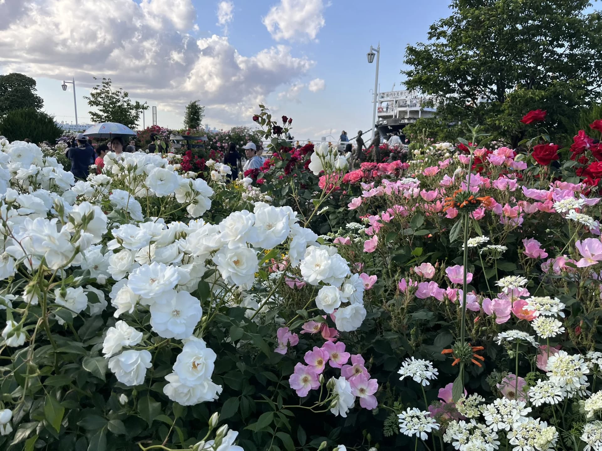 Rose Flowers Yamashita Future Rose Garden