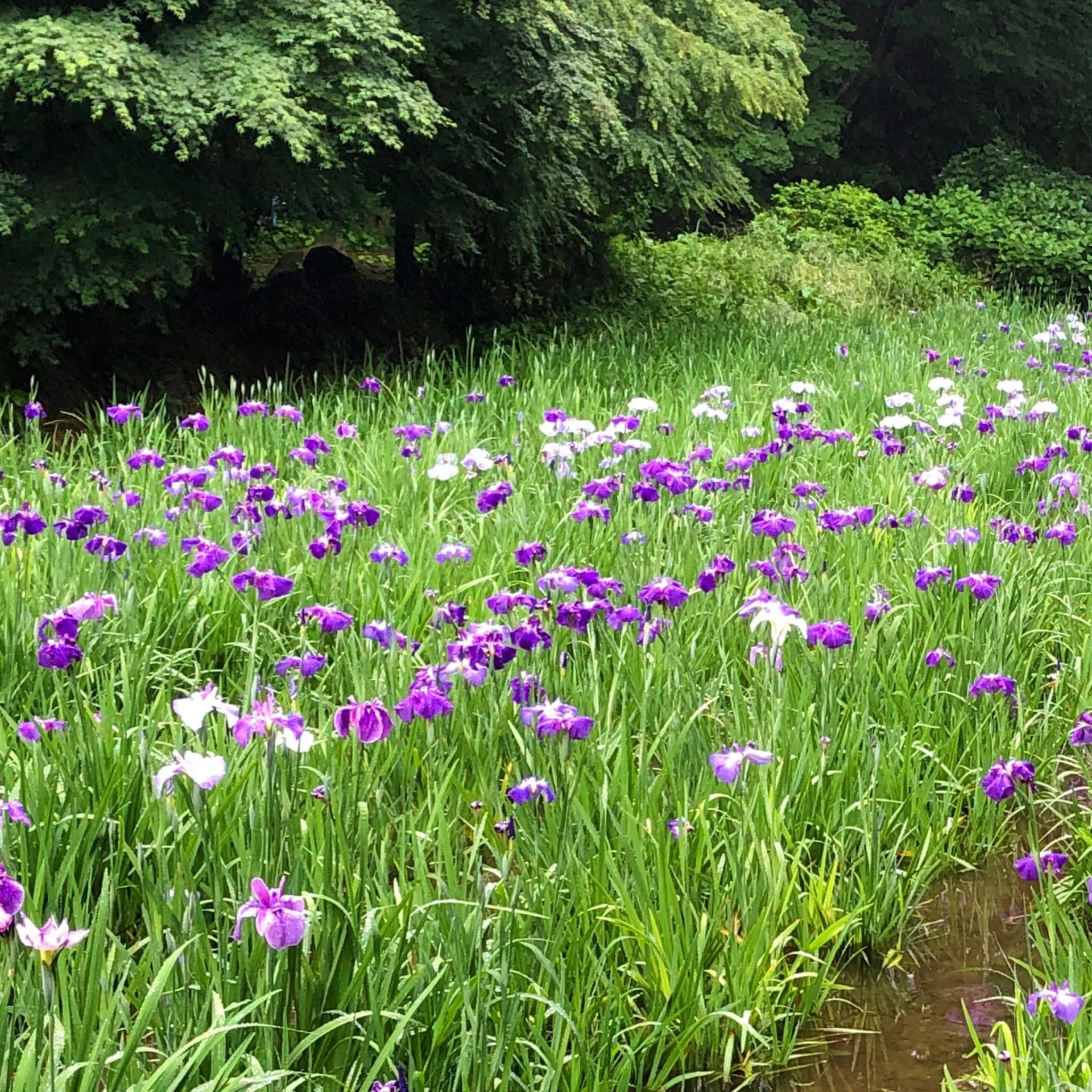 Ikuta Ryokuchi Park – Japanese Irises in Bloom, Kawasaki, Kanagawa