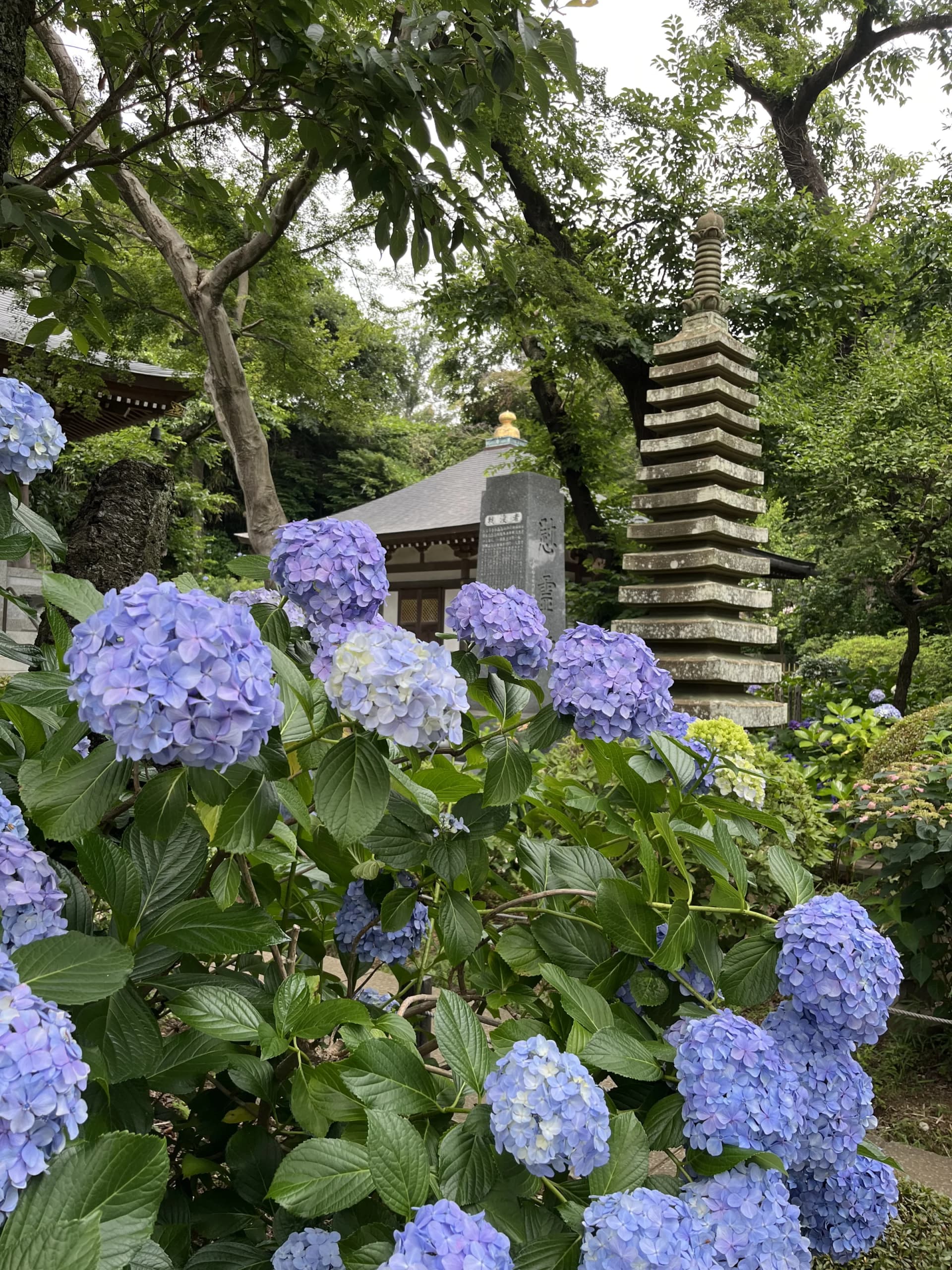 Myorakuji Temple – Stone Pagoda among the Hydrangeas, Kawasaki, Kanagawa