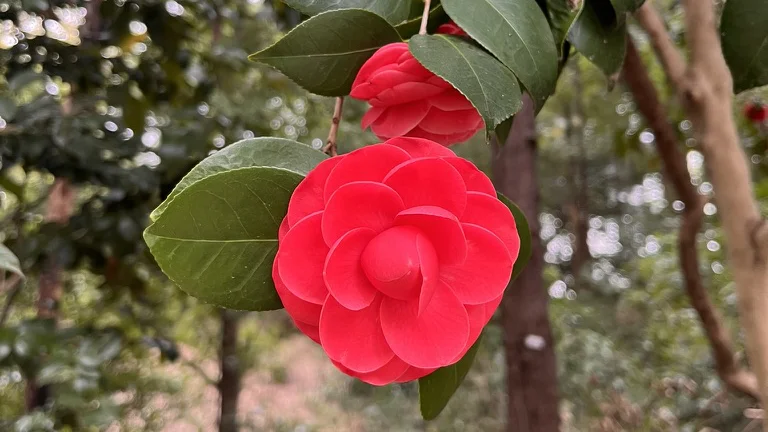 Camellia