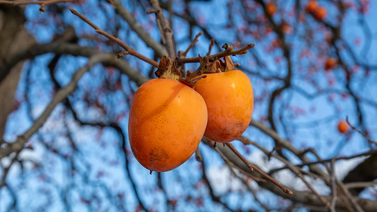 Persimmons
