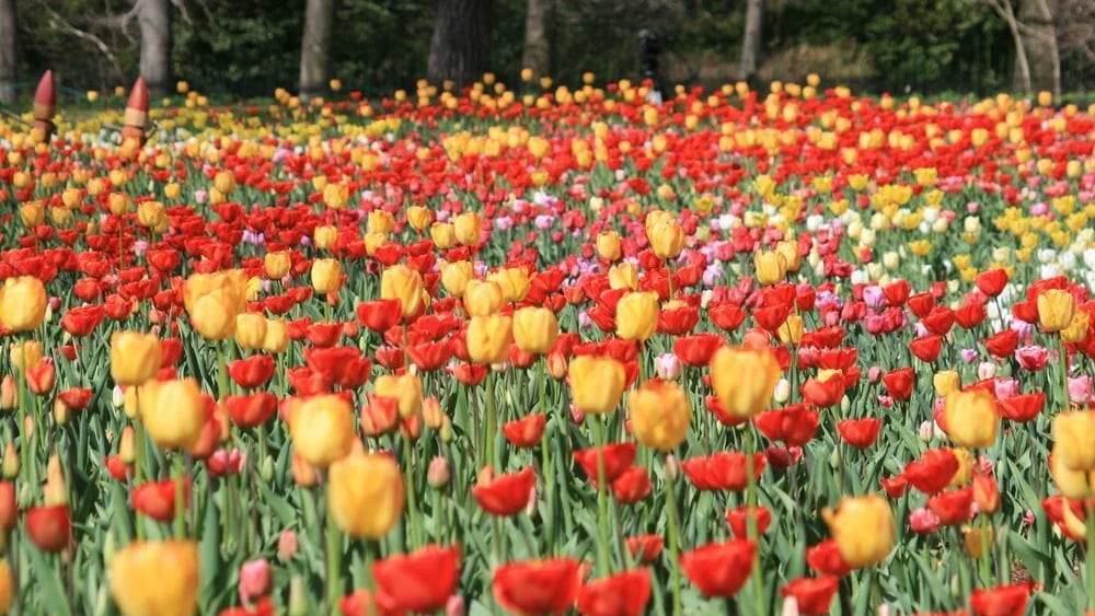Tulips