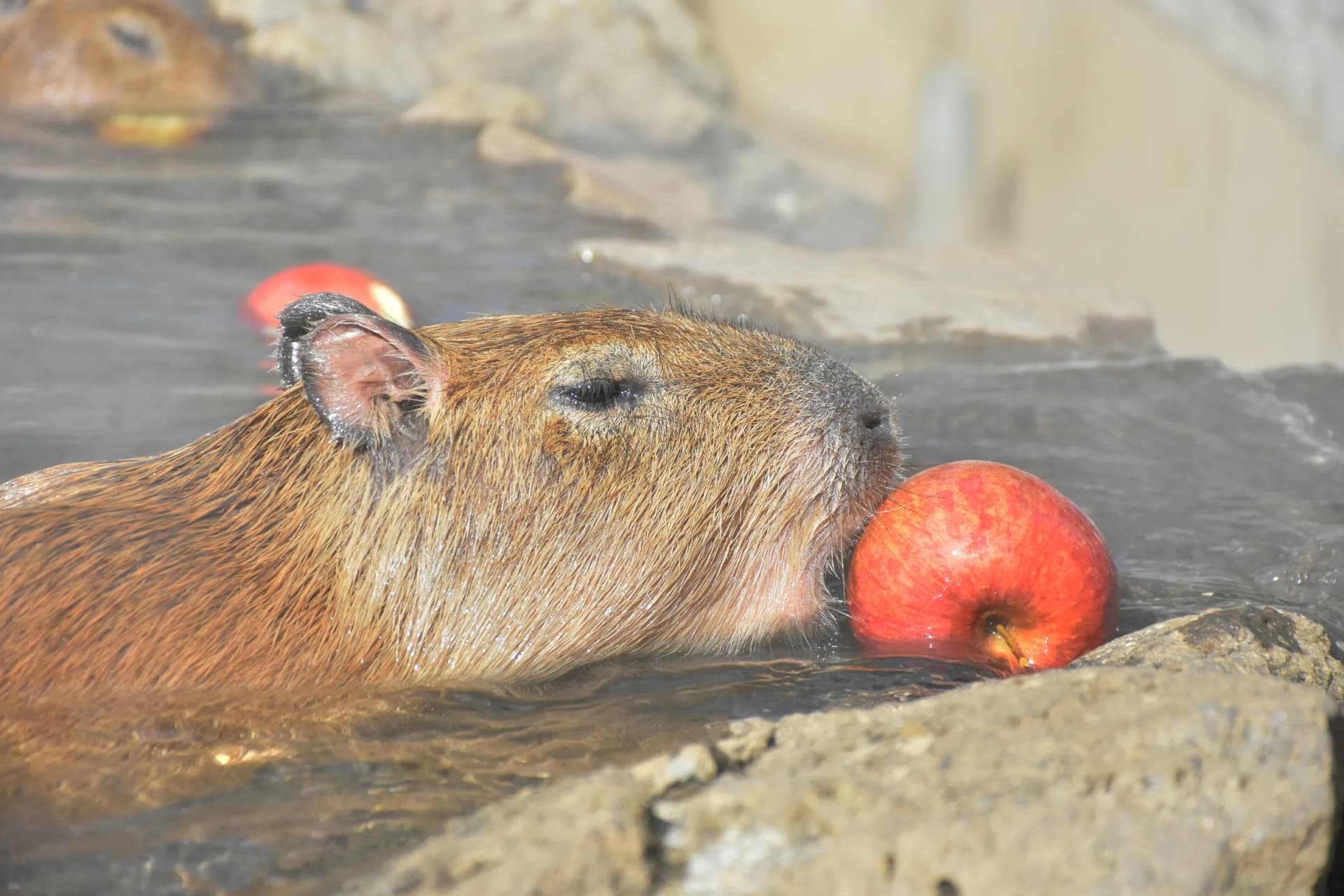 Capybara Enjoying an Open-Air Bath with Apples at Izu Shaboten Zoo