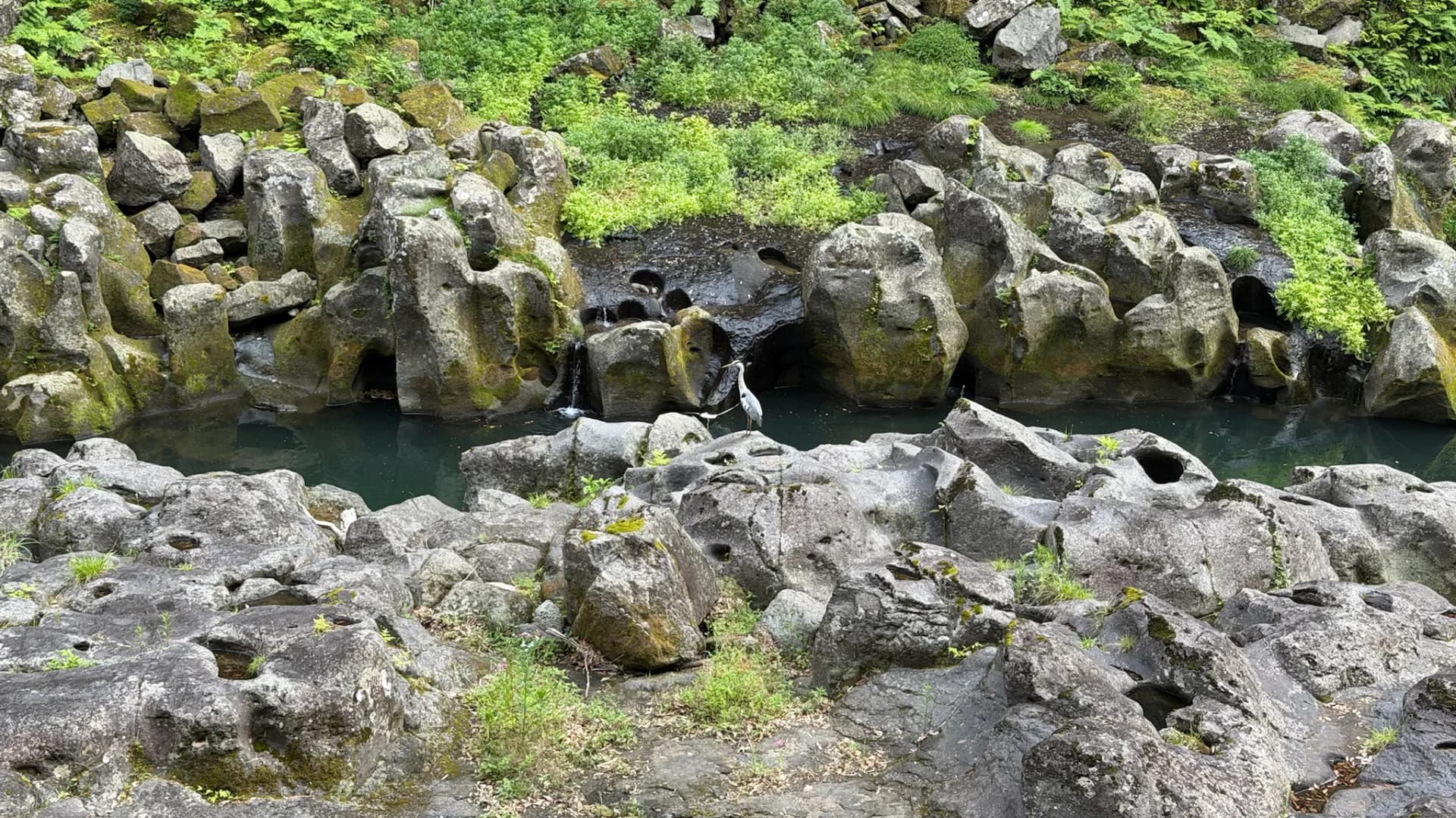 A grey heron perches among the sculpted volcanic rock pools of the Gokase River in Takachiho, Miyazaki