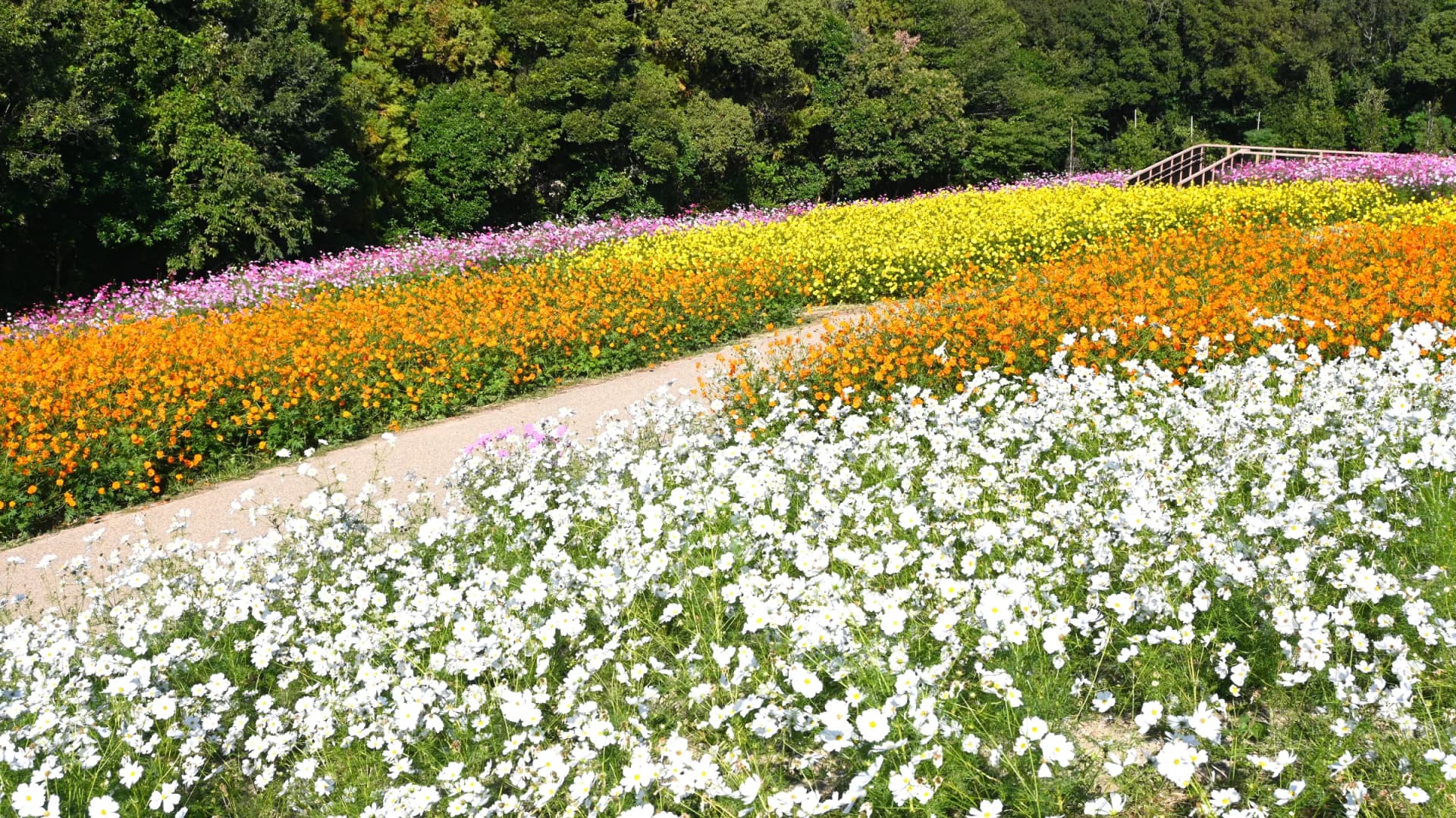 Beds of cosmos on the slope, Expo 70 Commemorative Park